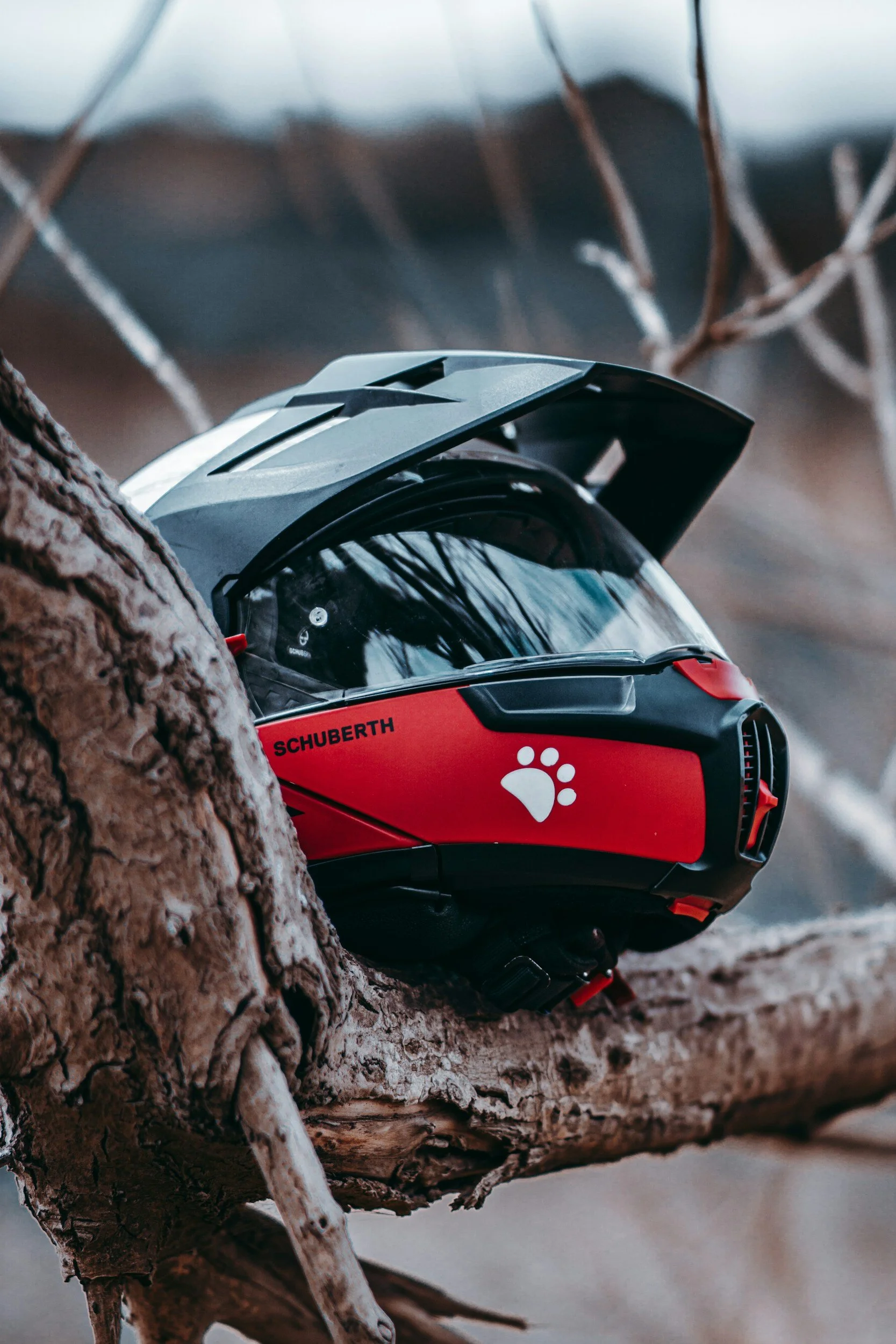 A red and black Schuberth motorcycle helmet resting on tree branches outdoors.
