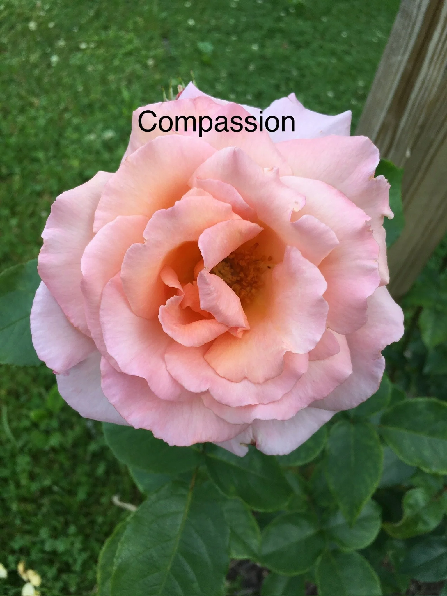 Compassion