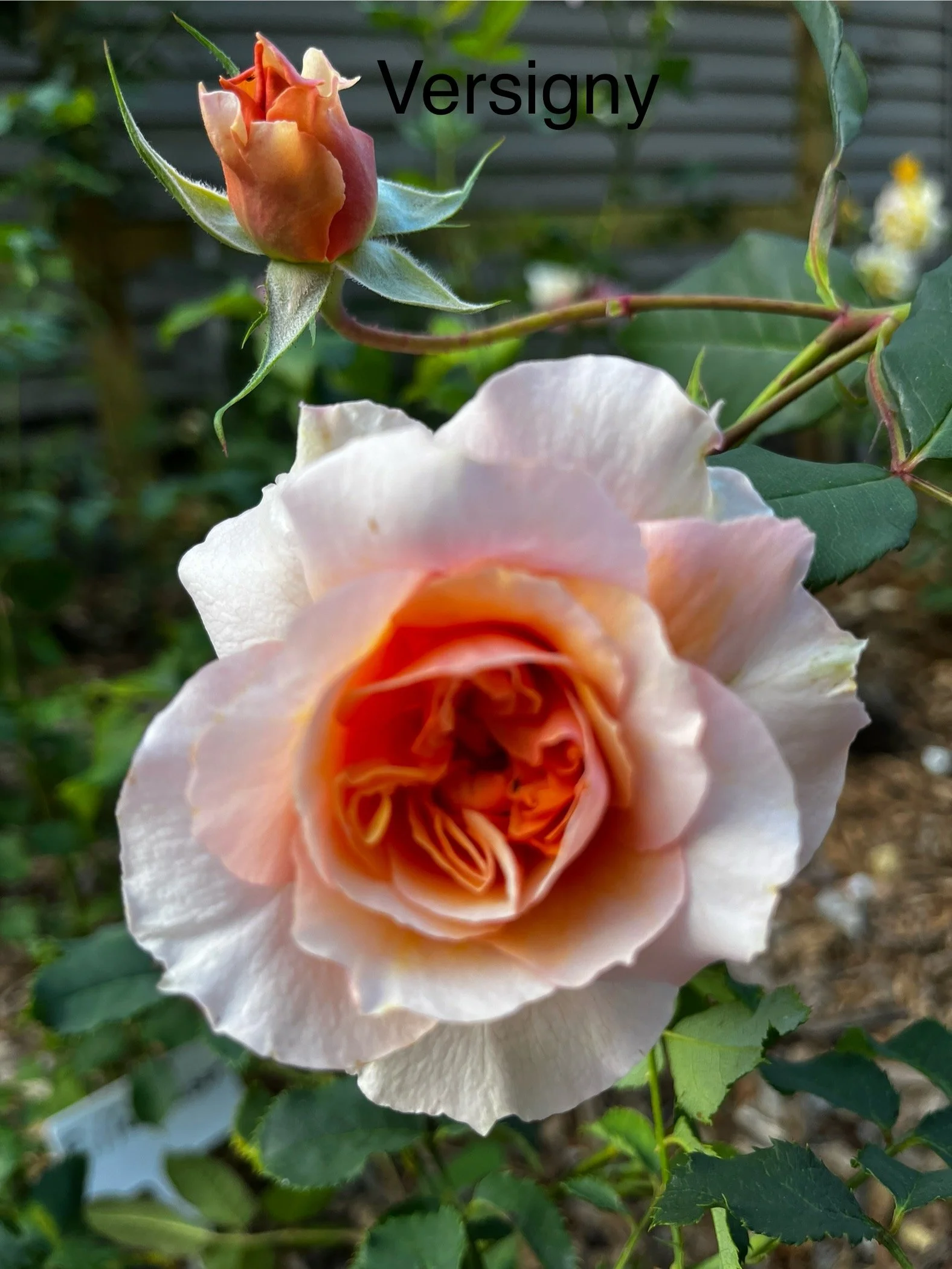 IMG_1672.jpeg