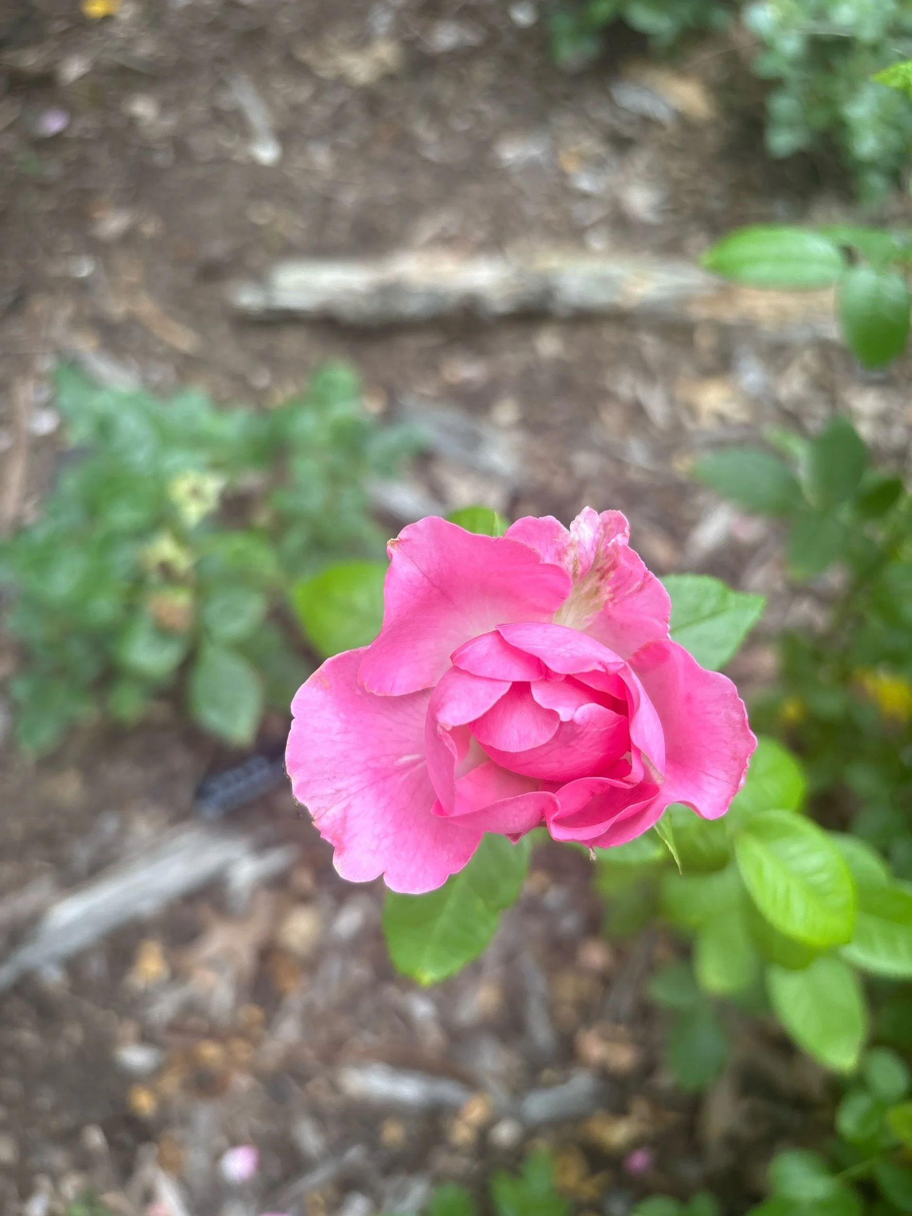 74A090AB-B078-44B0-B9FC-473C75B95192.jpeg