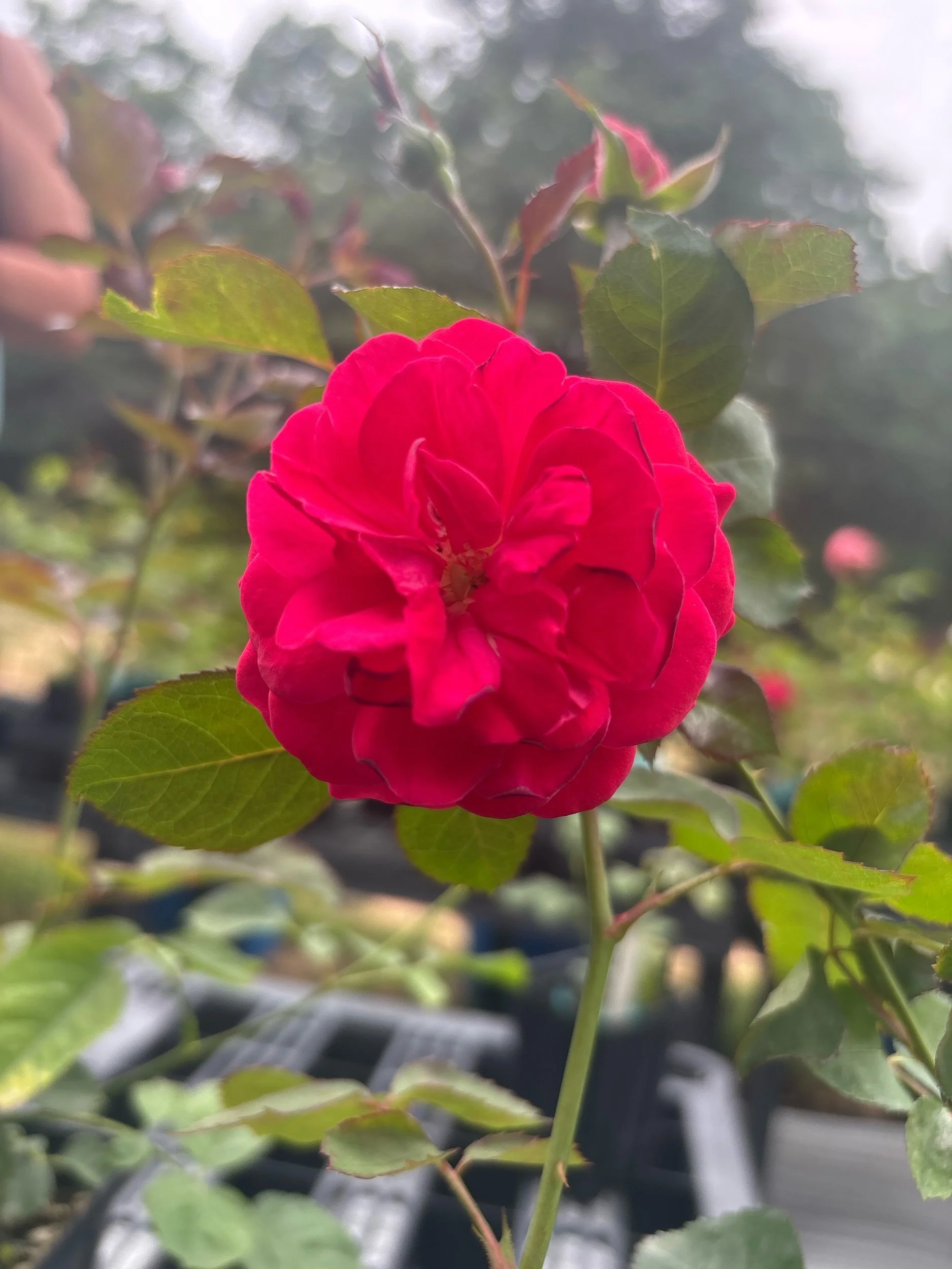 Rosemary Rose