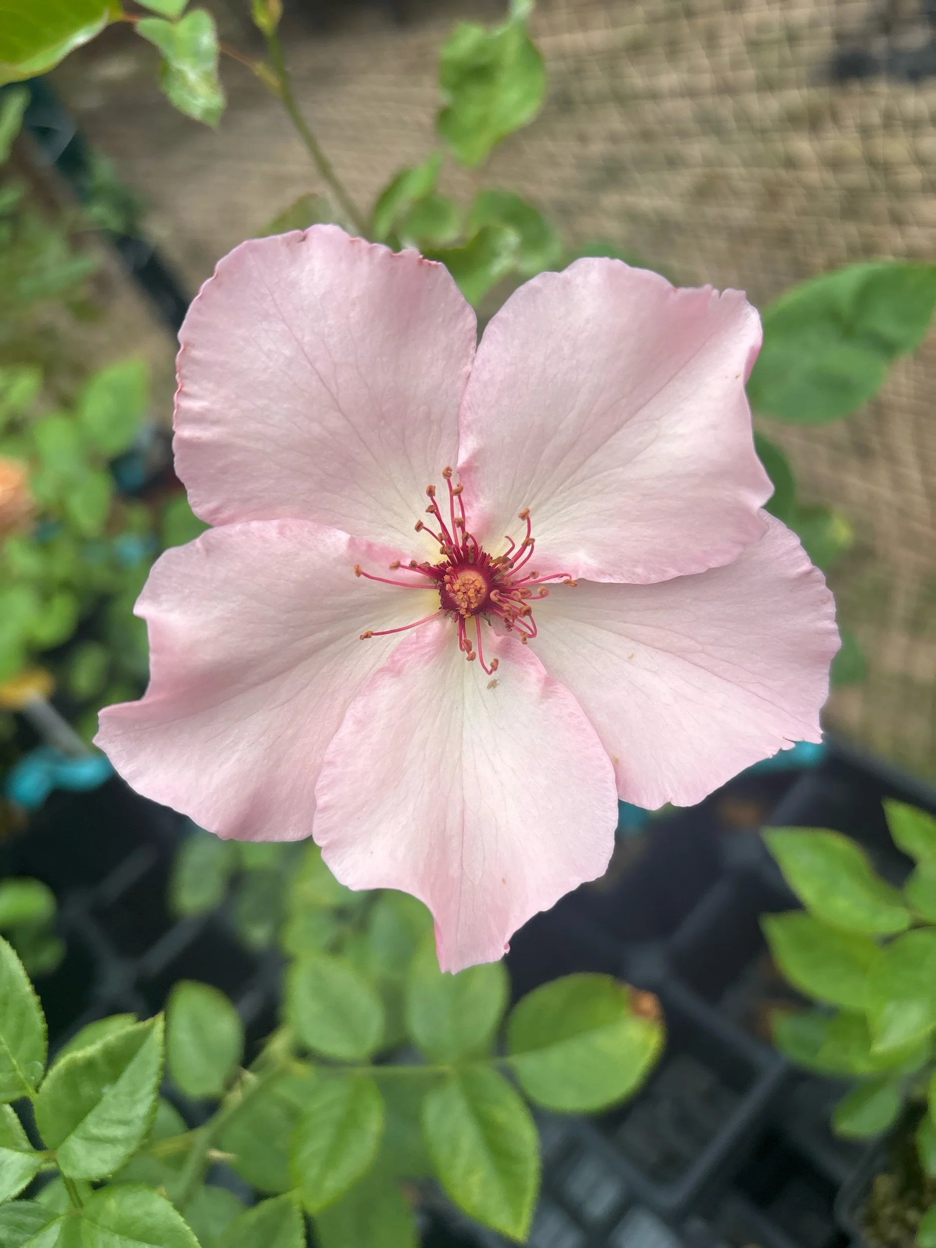 Dainty Bess