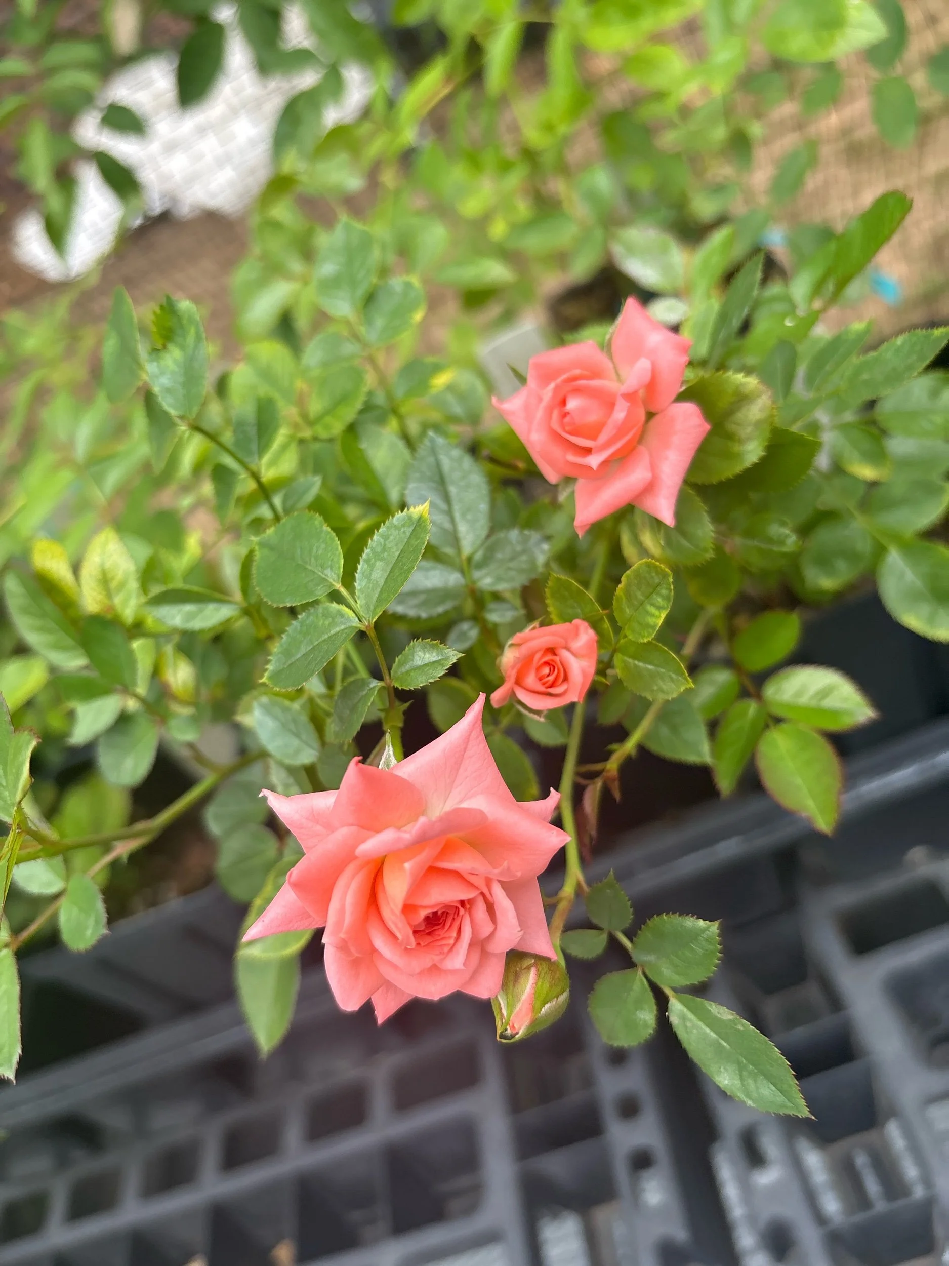 Climbing Angel Pink