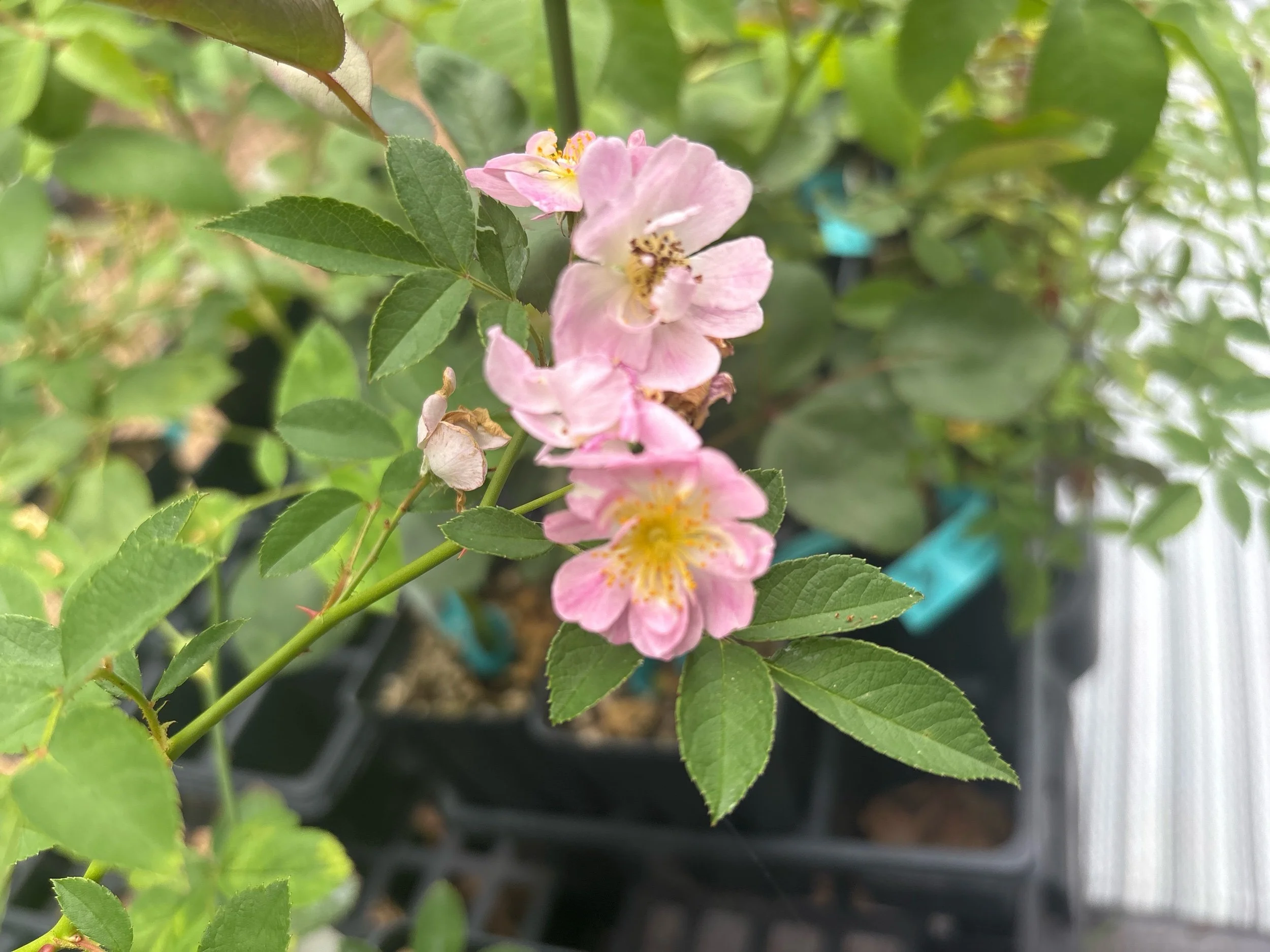 Aunt Margy's Rose