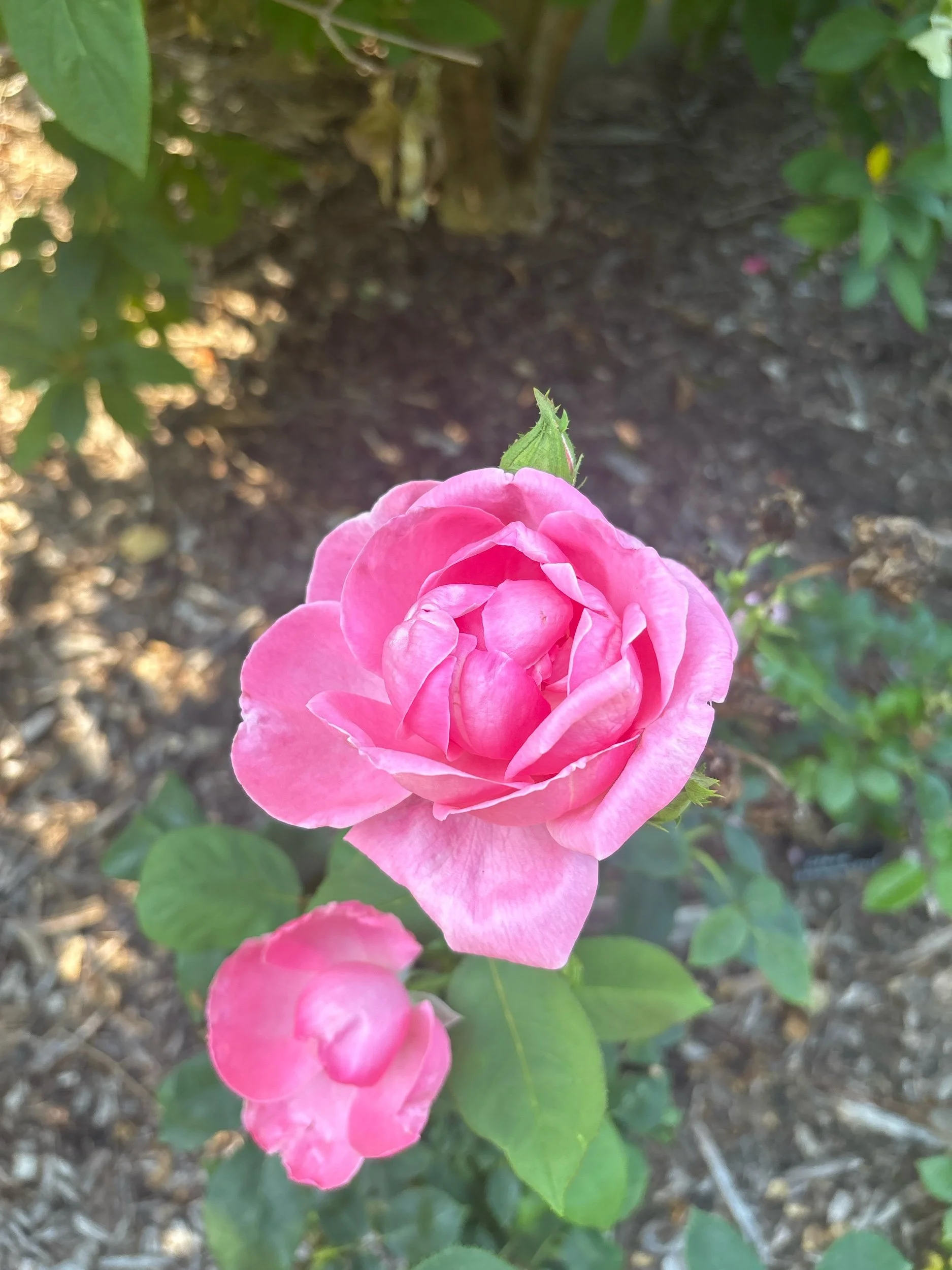 E935F032-2D6E-456E-BA0B-FFA86D521A6C.jpeg