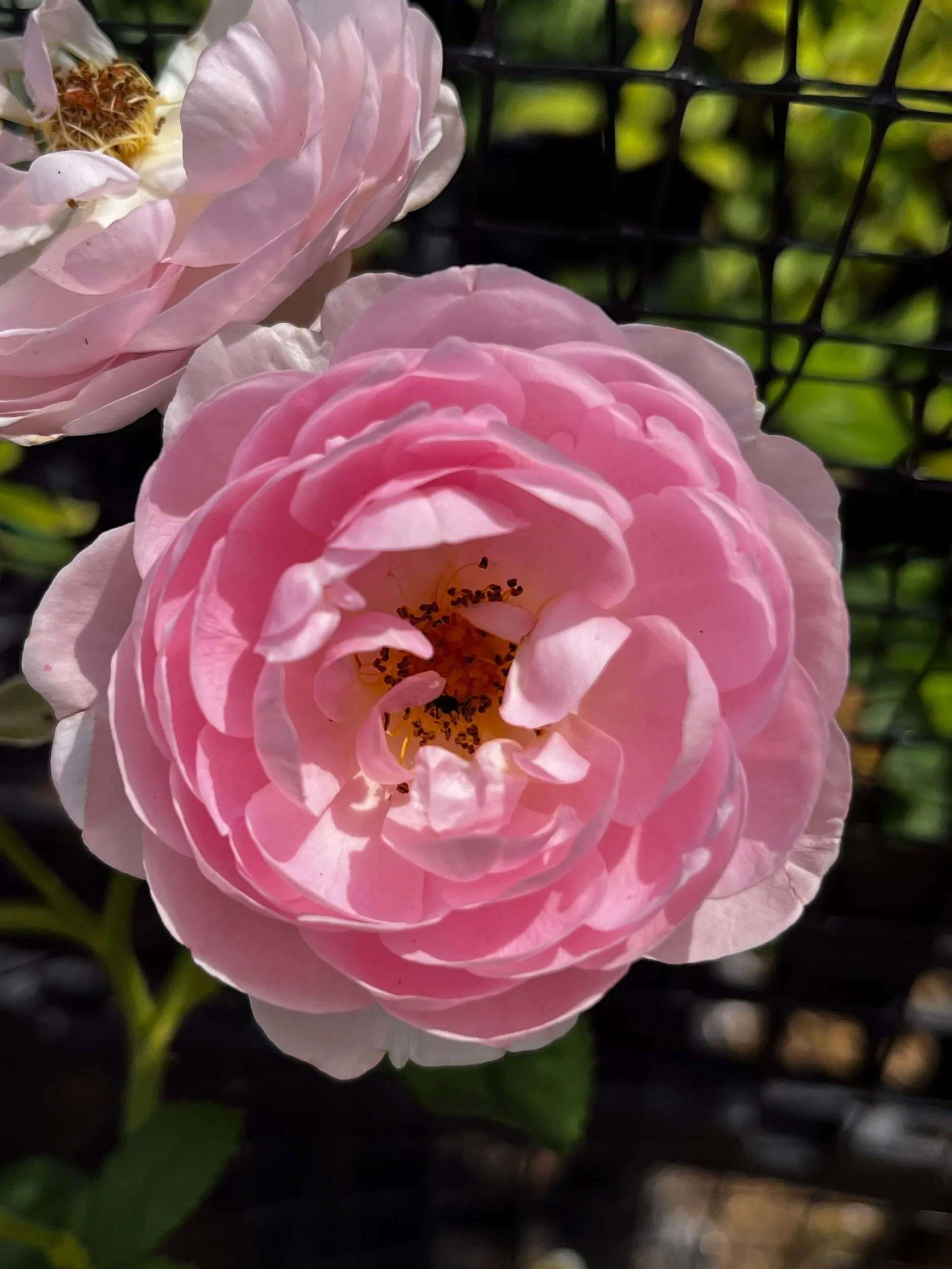 AUSland english shrub pink fragrant repeat flush