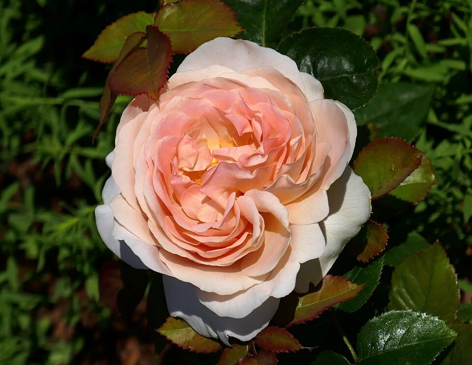 English shrub apricot blend fragrant repeat flush