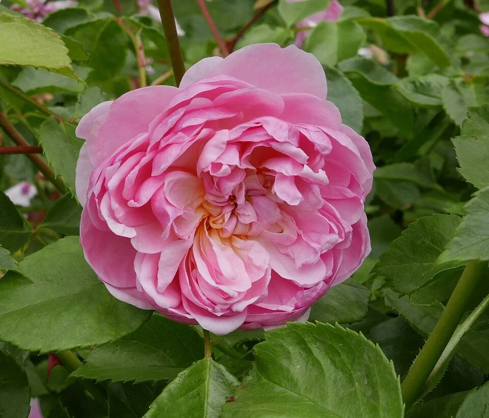 ausecret english shrub mildly fragrant repeat blm