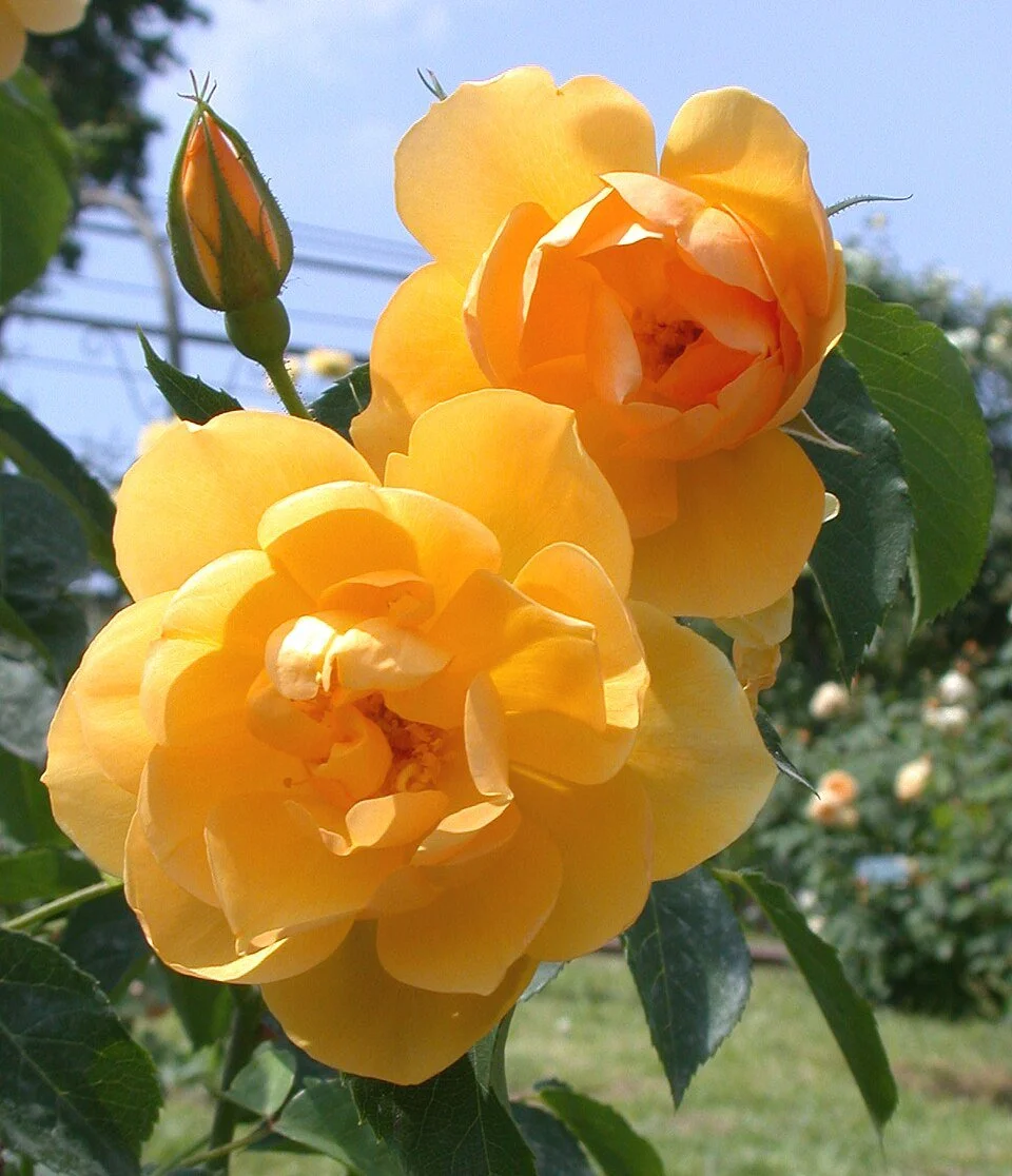 AUSband English shrub yellow occasional repeat