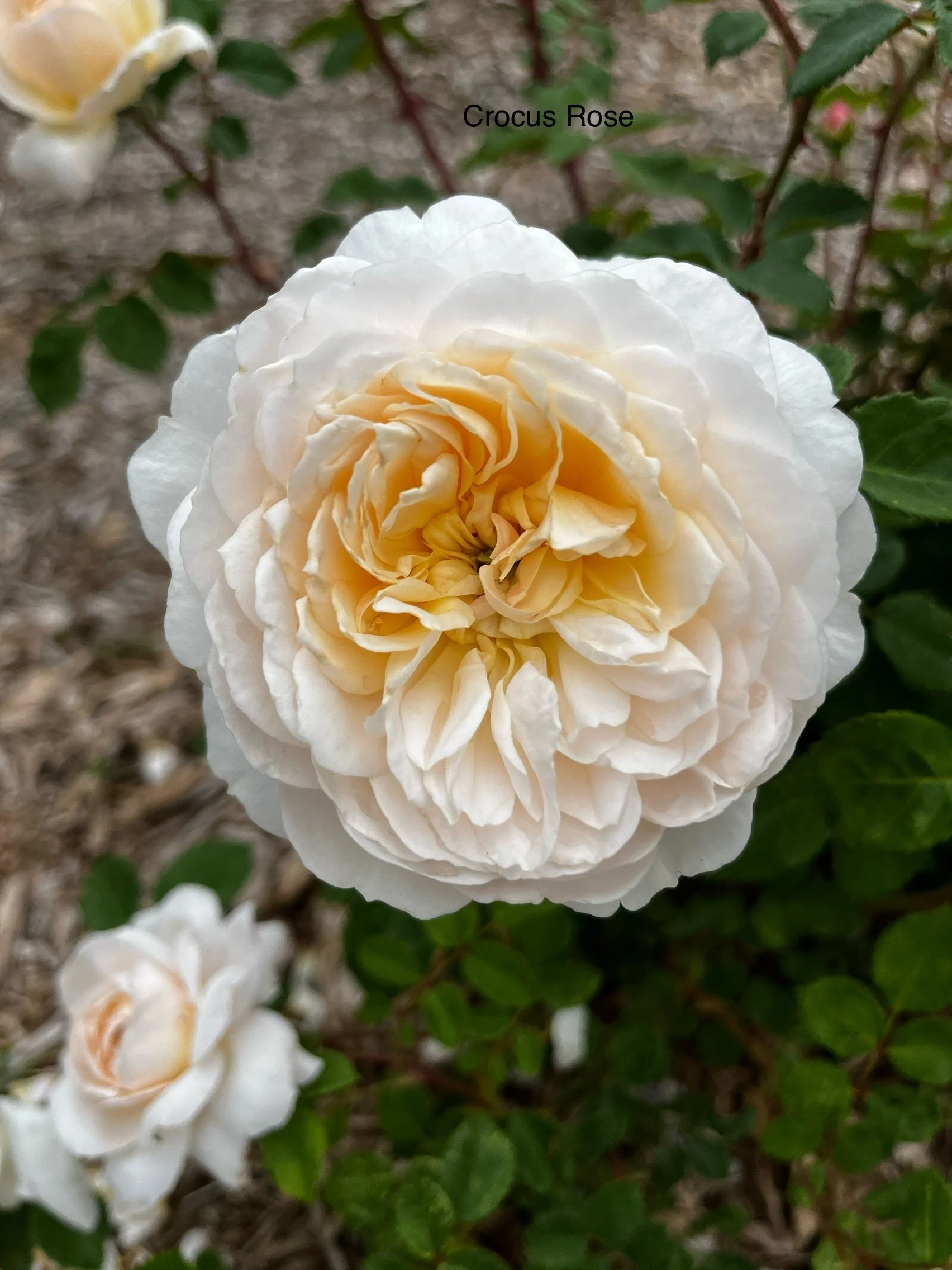 AUSquest English shrub white blend repeat bloom