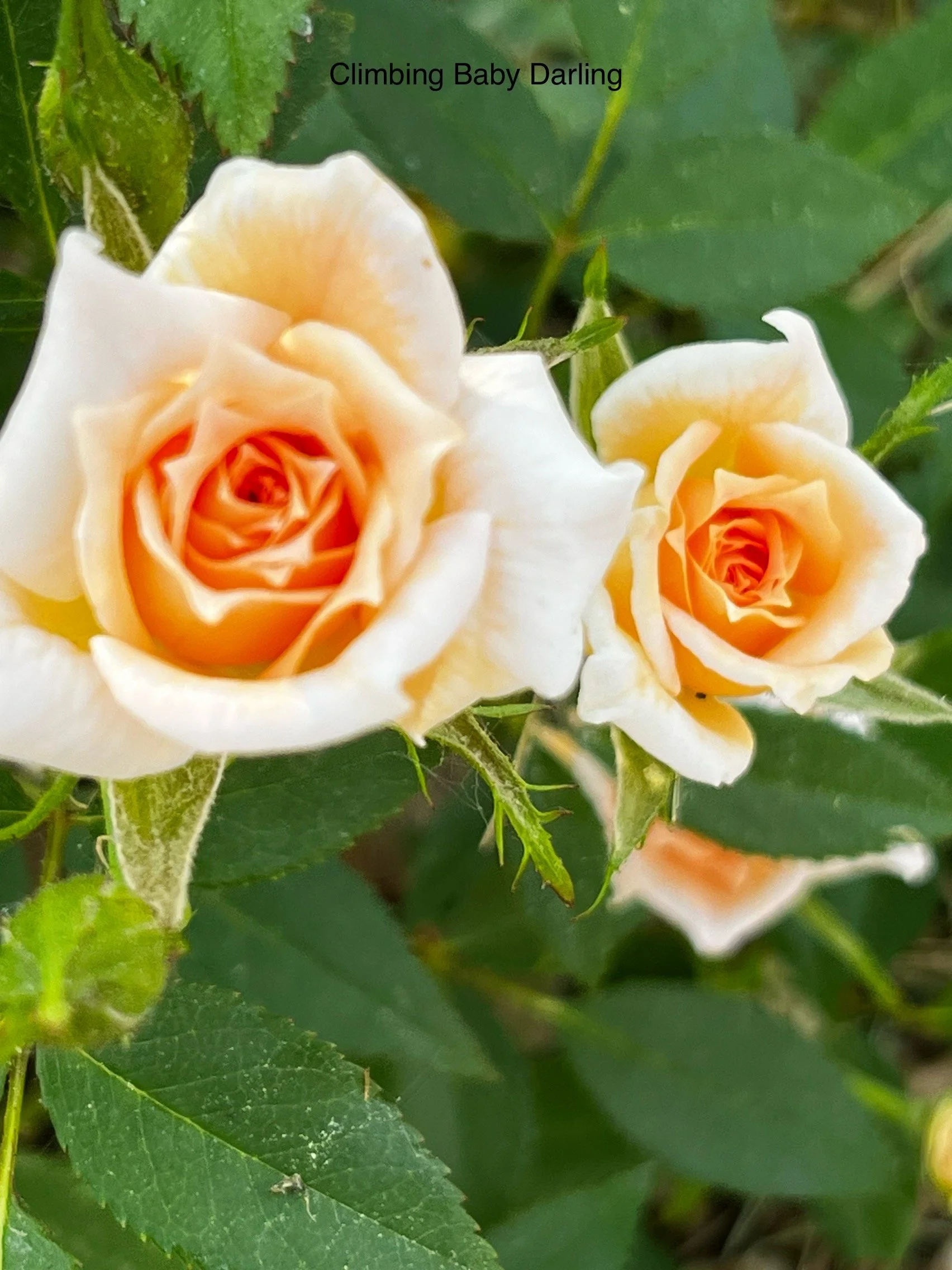 Climbing Baby Darling apricot blend summer flush