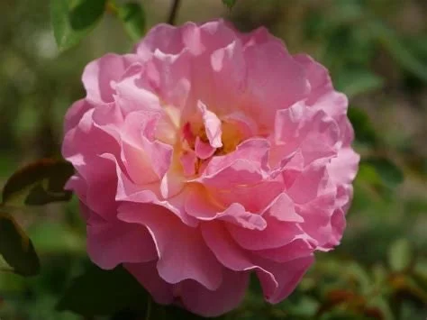 AUSmound english rose pink blend multiple flush