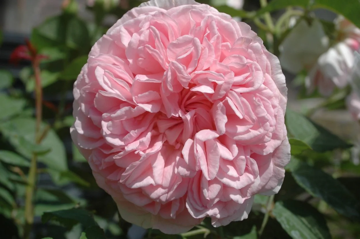 AUSsal english shrub Lt. Pink multiple flushes