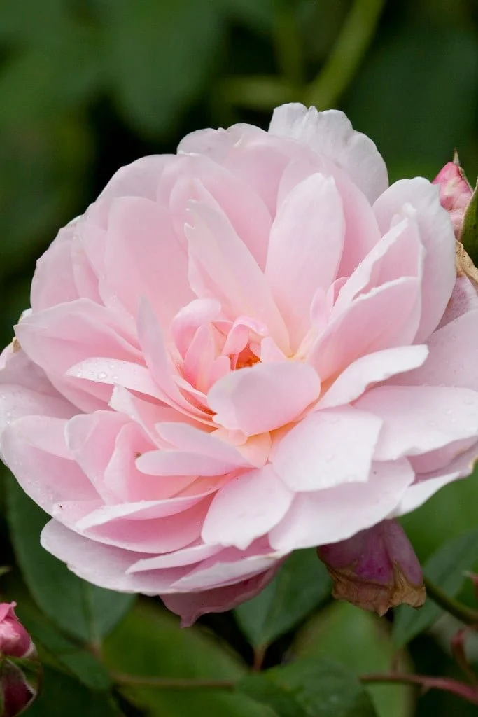 AUSorts english climber Lt pink repeat bloomer
