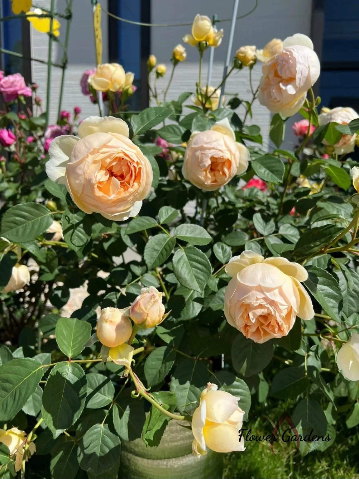 English shrub Cream Apricot Repeat Bloomer