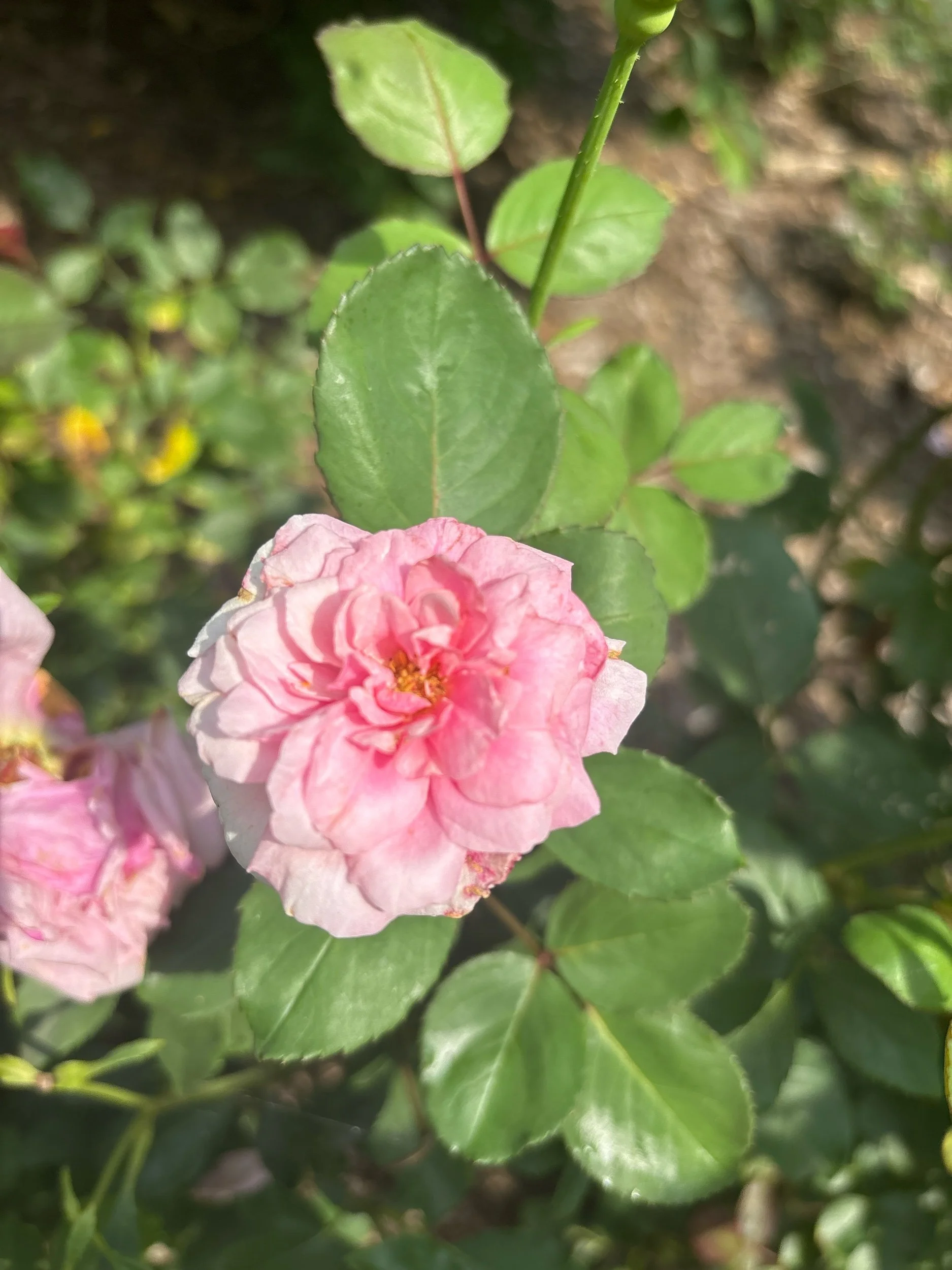 Madame Dore bourbon pink repeat bloom