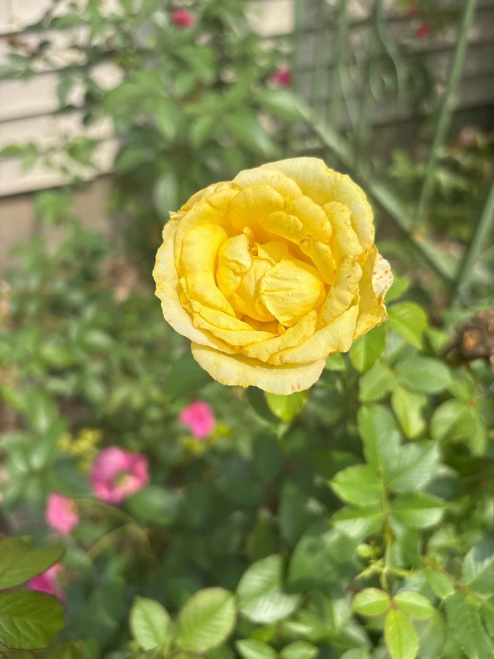 florabunda yellow fragrant large repeat bloom