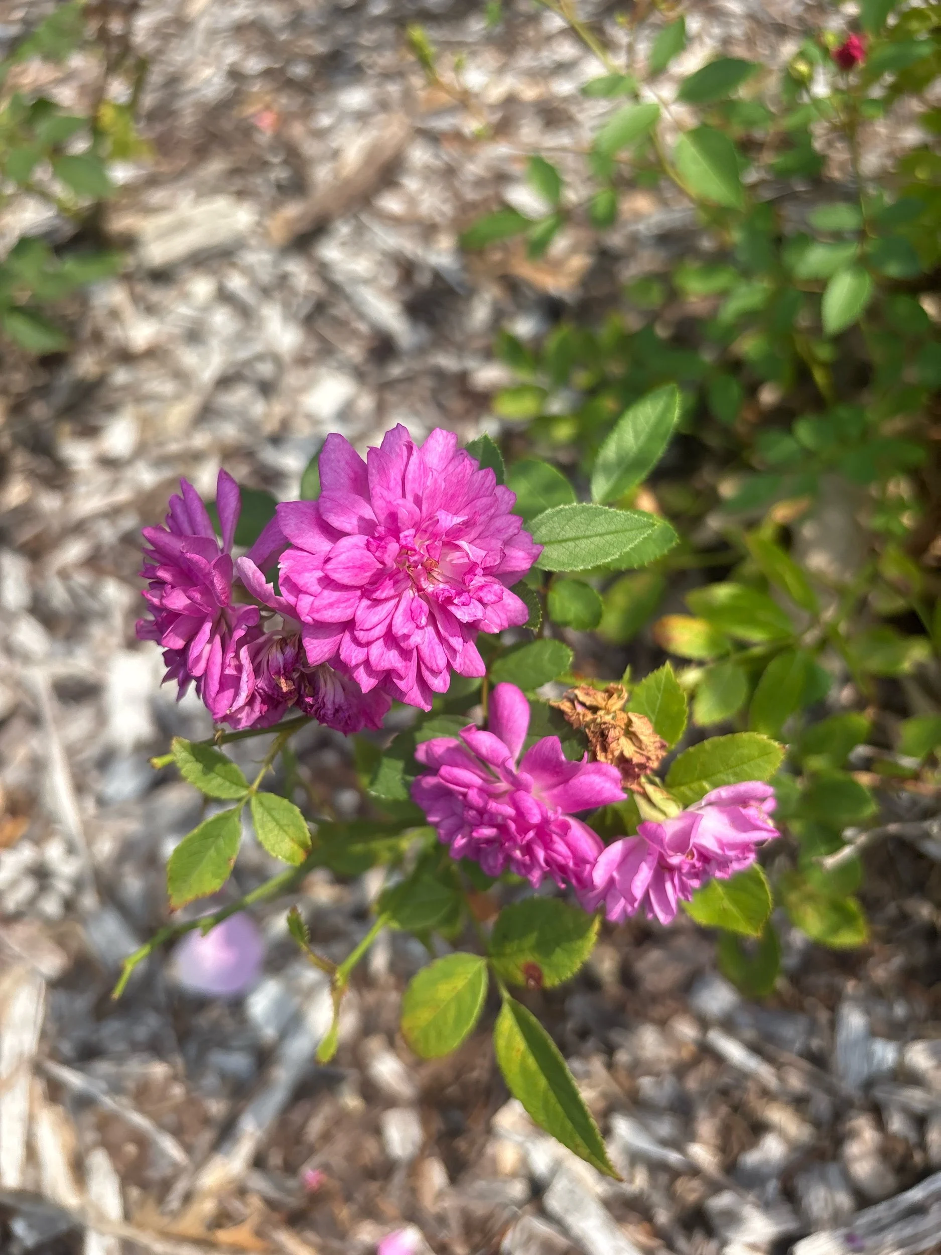 Sweet Chariot miniture mauve repeat bloom