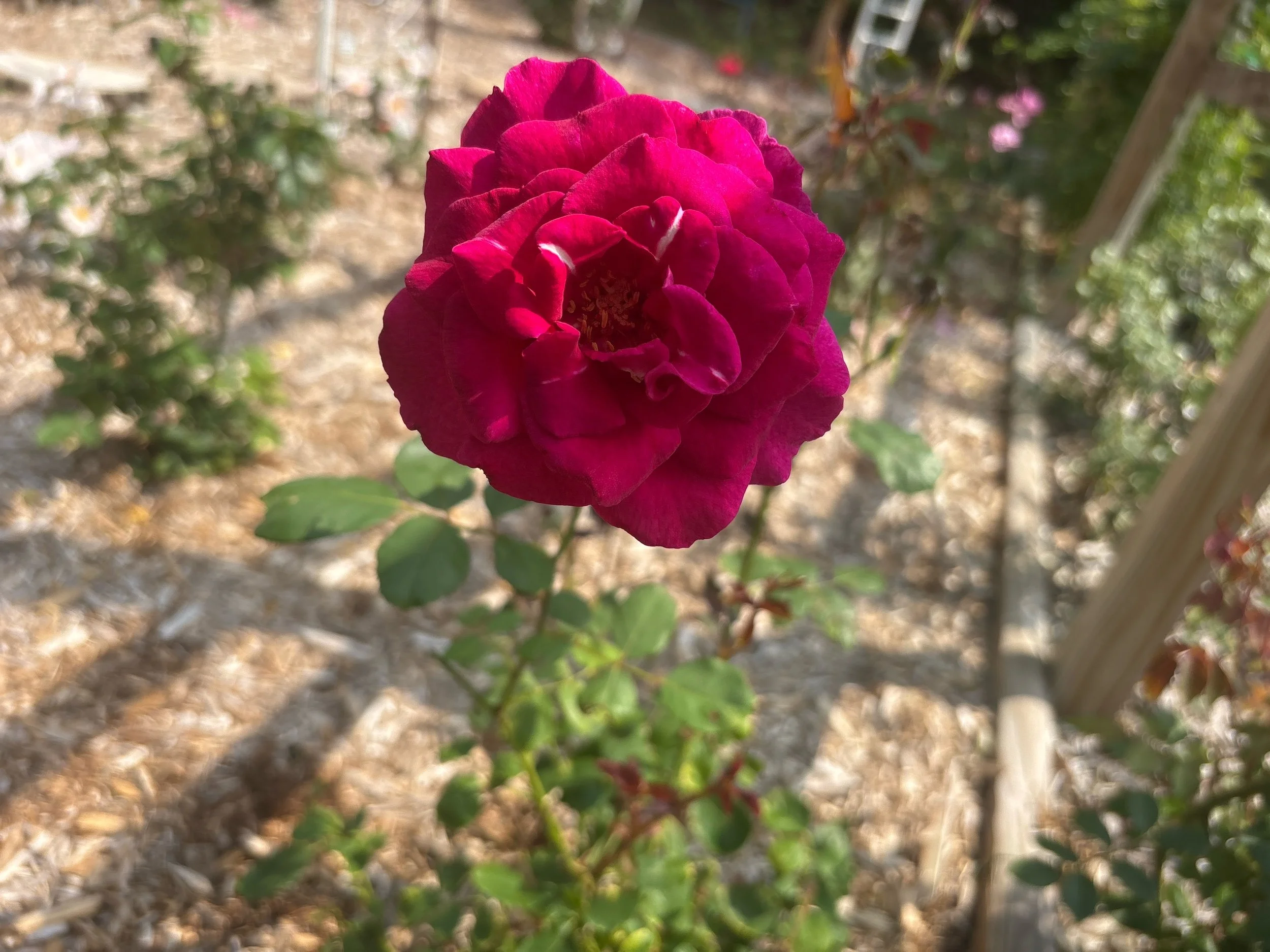 Twilight Tryst hybrid tea mauve fragrant repeeats