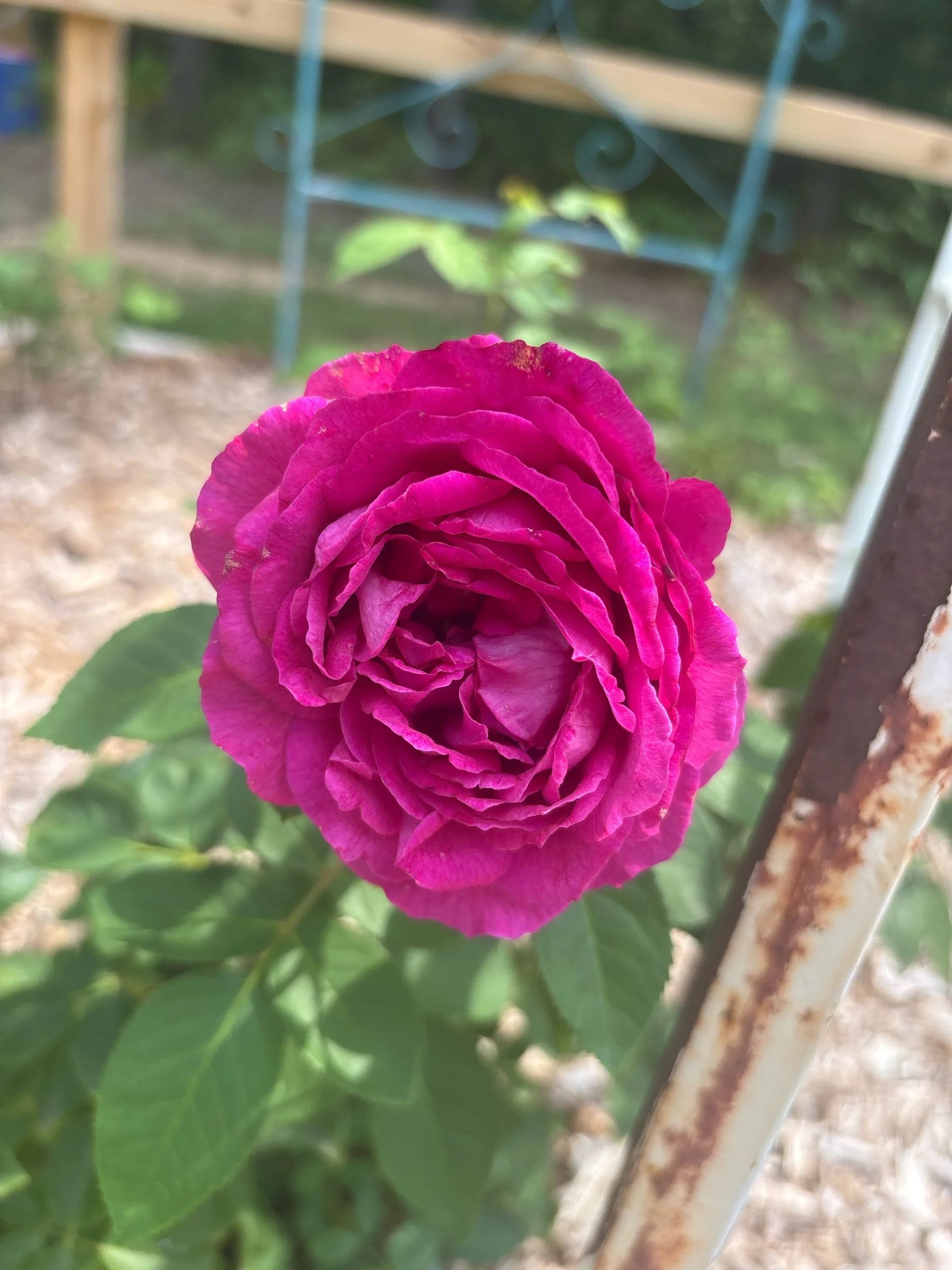 Ruby Voodoo shrub mauve fragrant repeat bloom