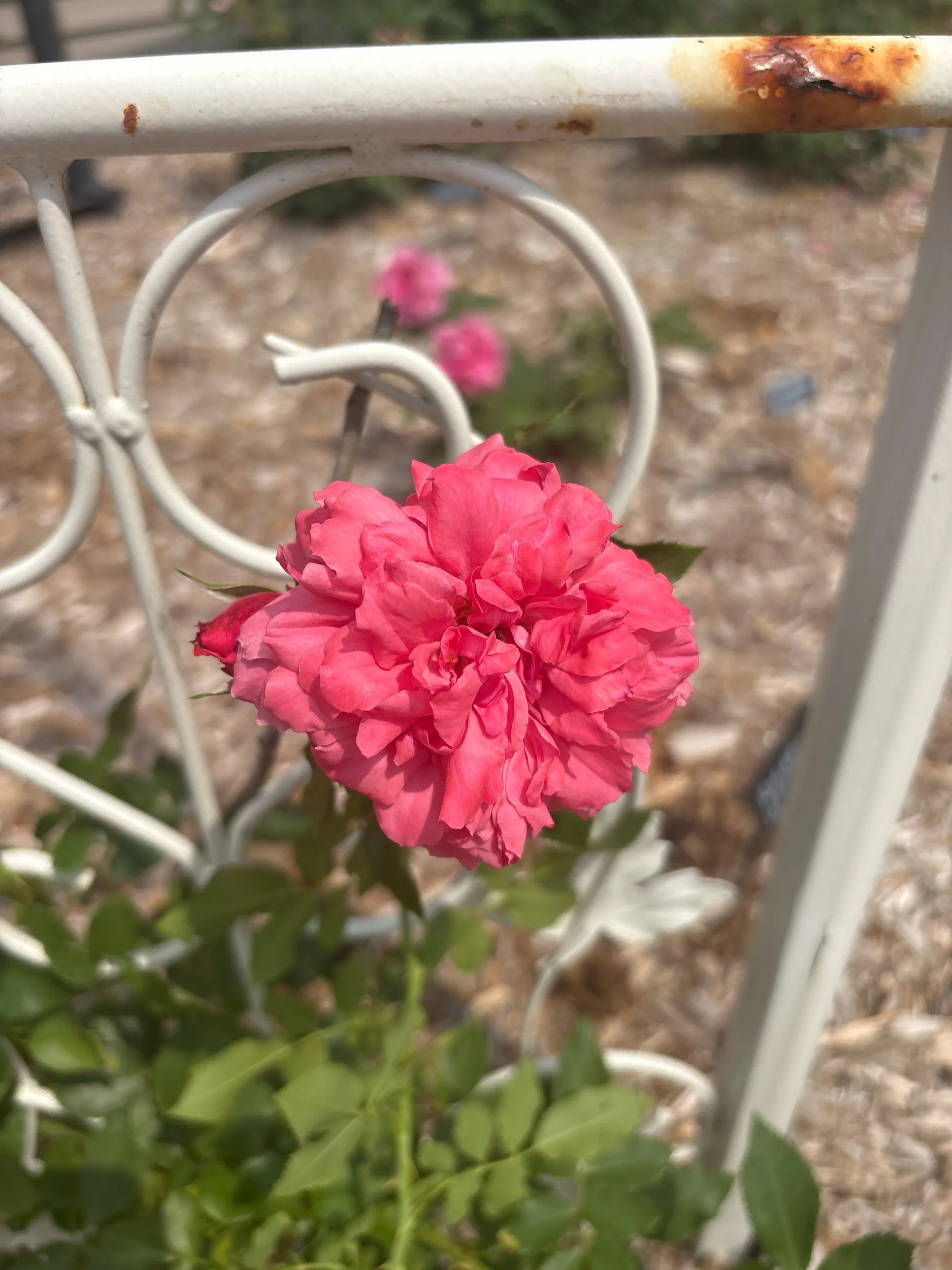 Rosarium Utersen shrub fragrant repeat bloom