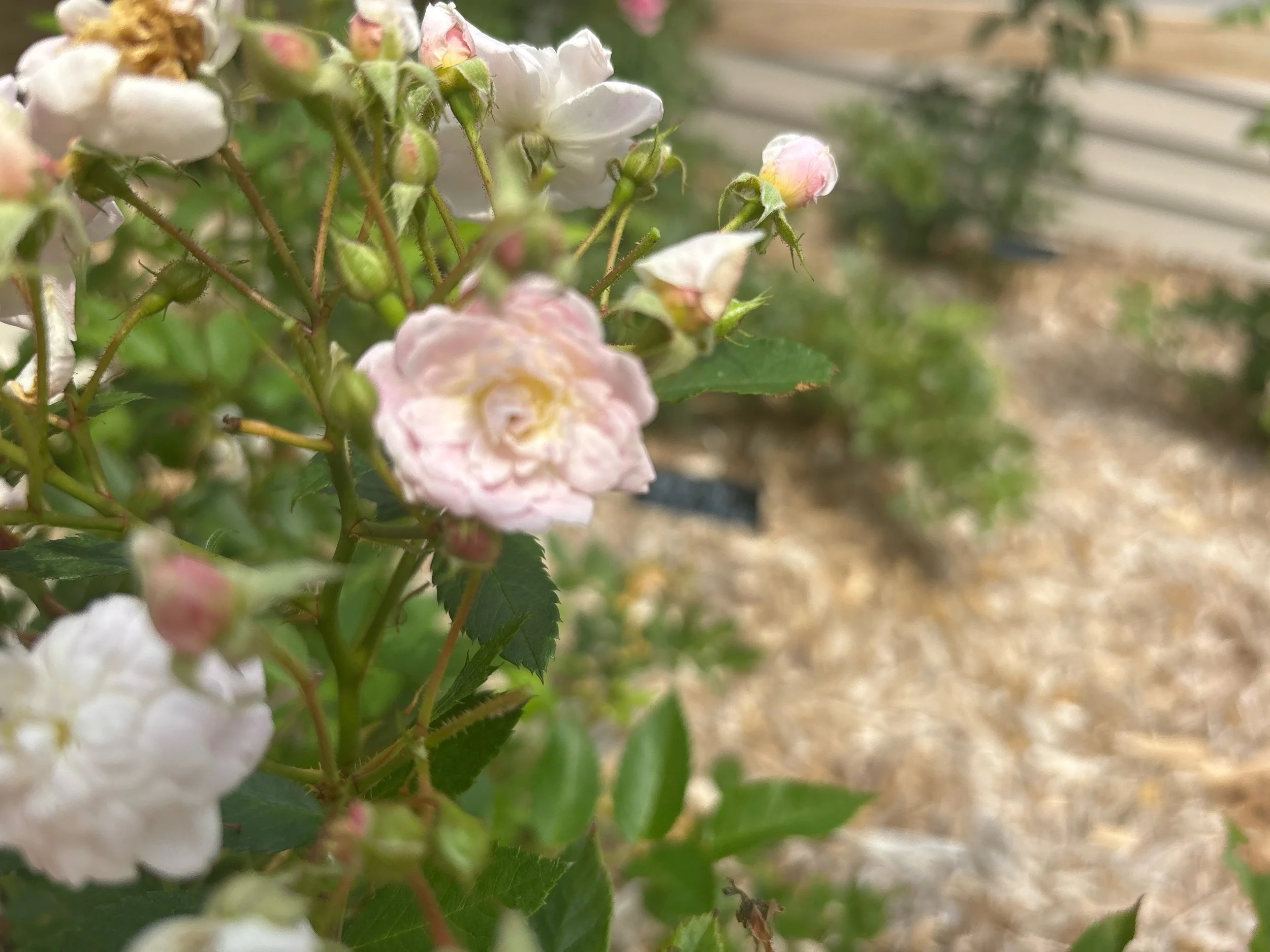 Heras Song musk white/pink fragrant repeat blm