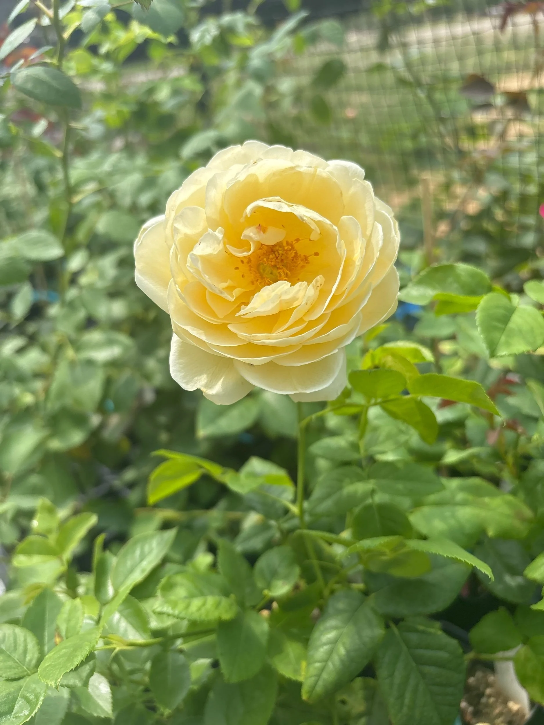 Juiliette Greco shrub rose yellow repeat bloomer