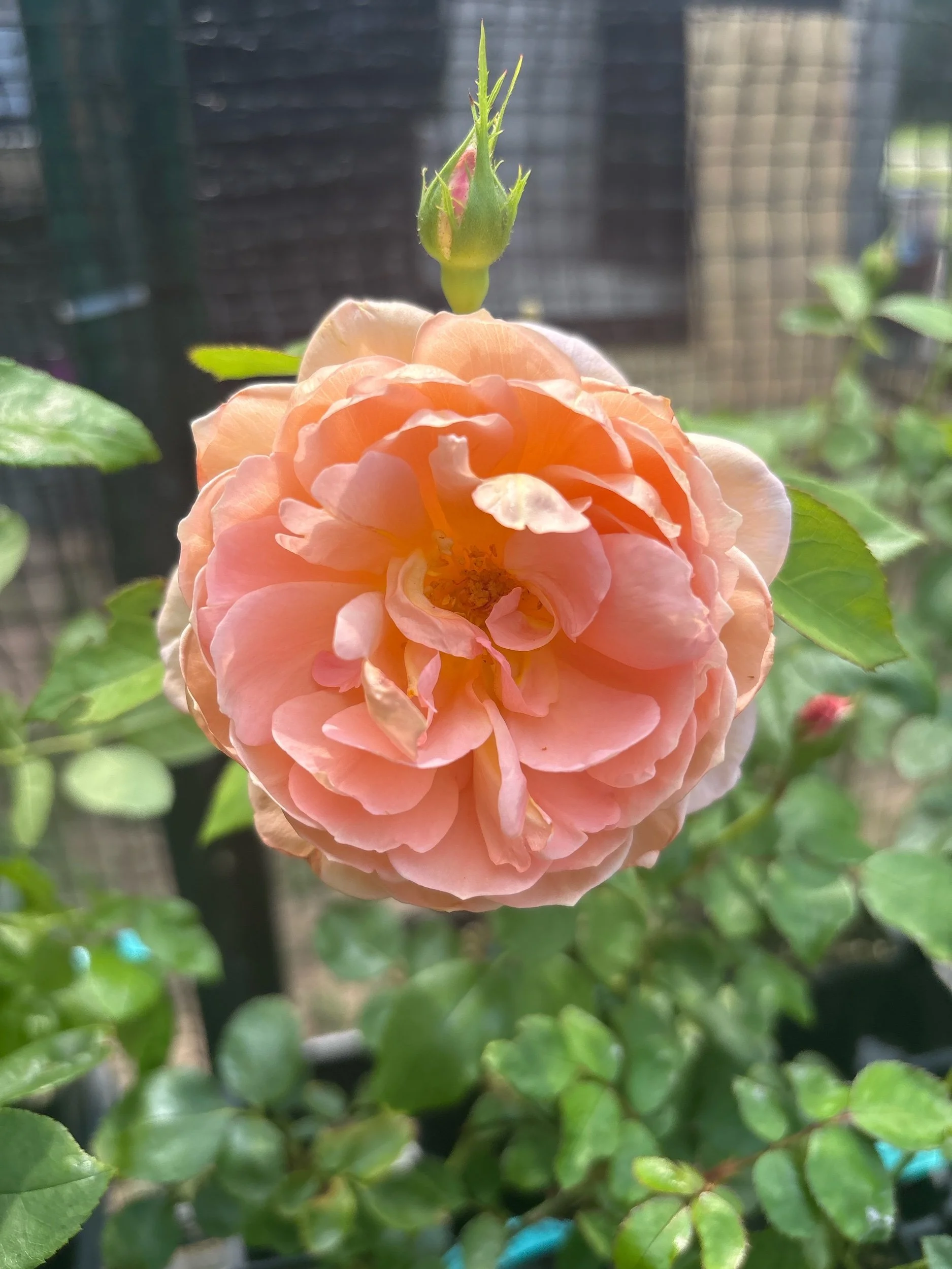 Auswest english shrub fragrant repeat bloom