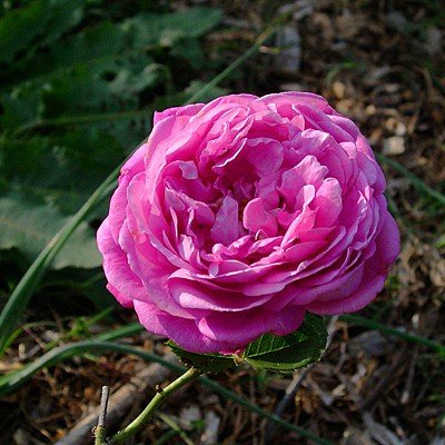 Anna De Diesbach