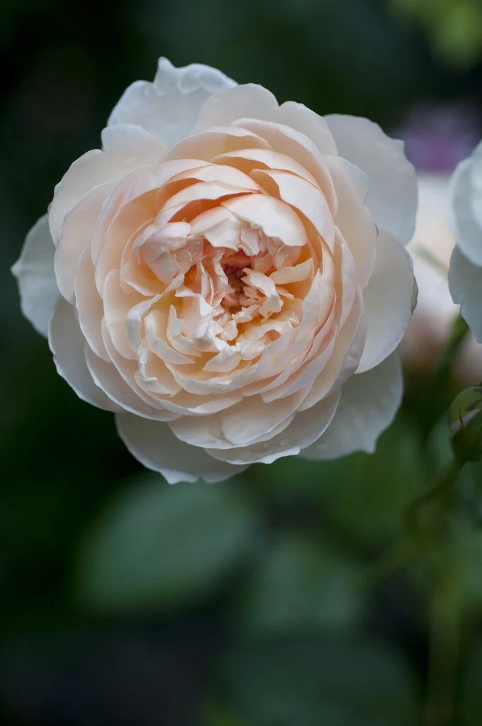AUStwist apricot blend fragrant repeat bloom