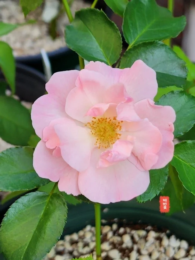 Summer Wind shrub pink/orange repeat bloom