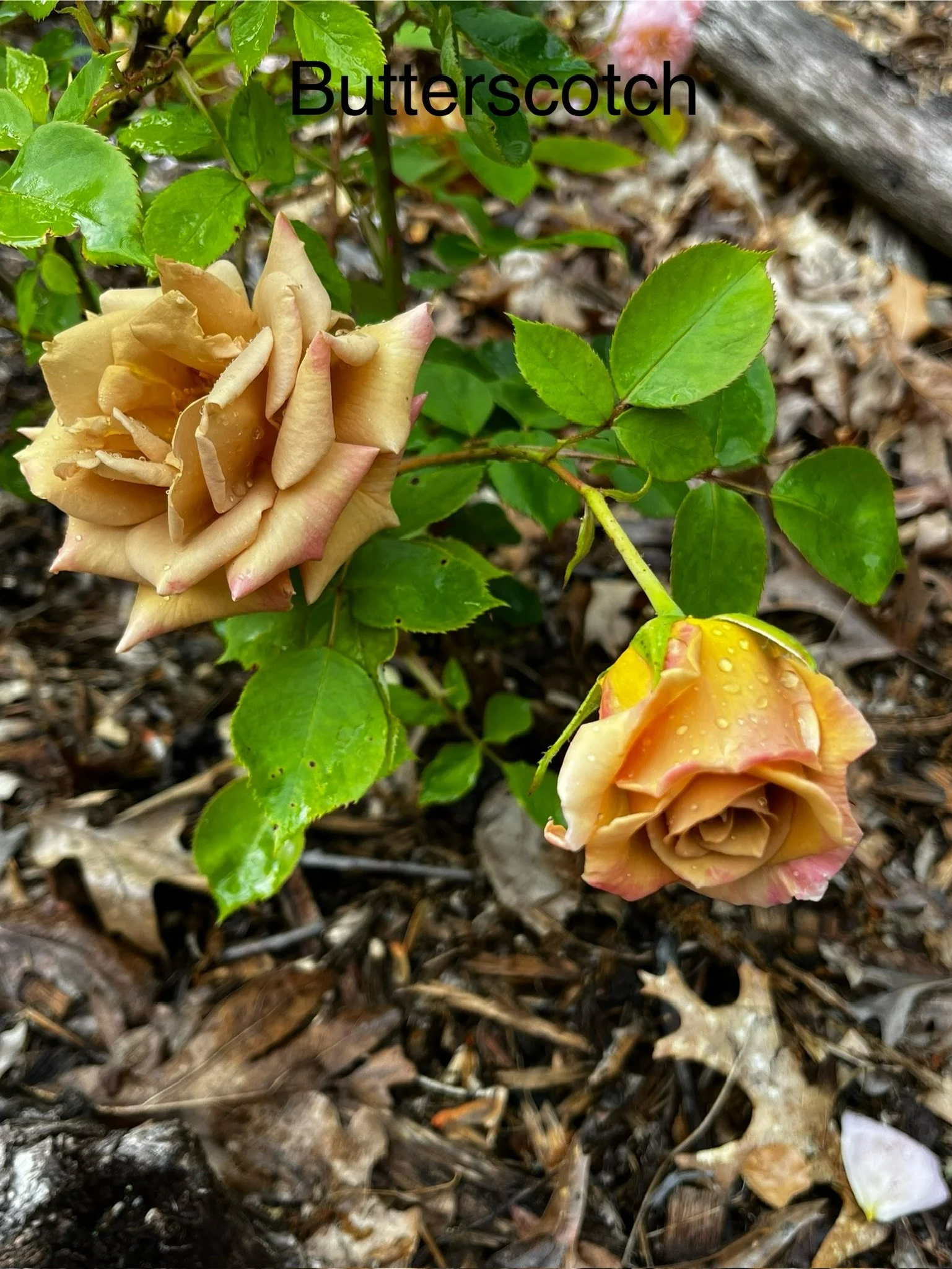 Butterscotch