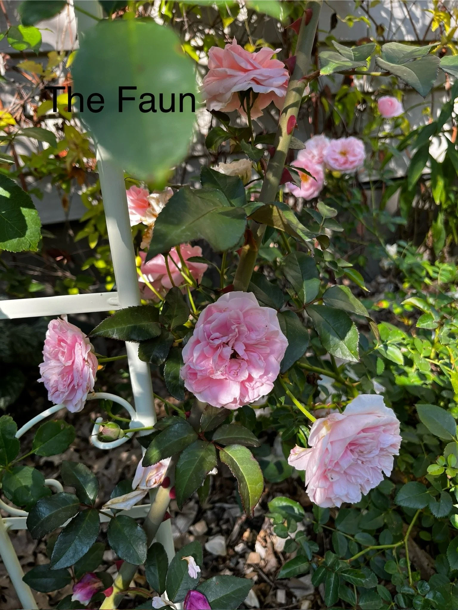 The Faun
