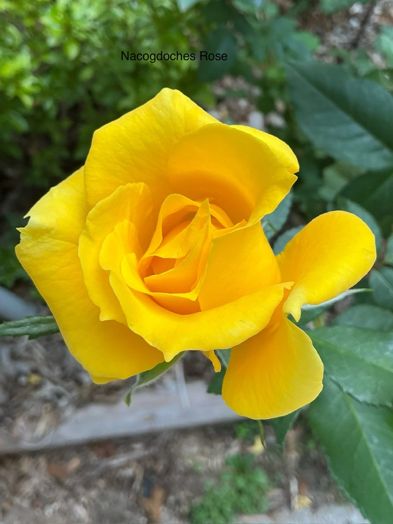Nacogdoches rose