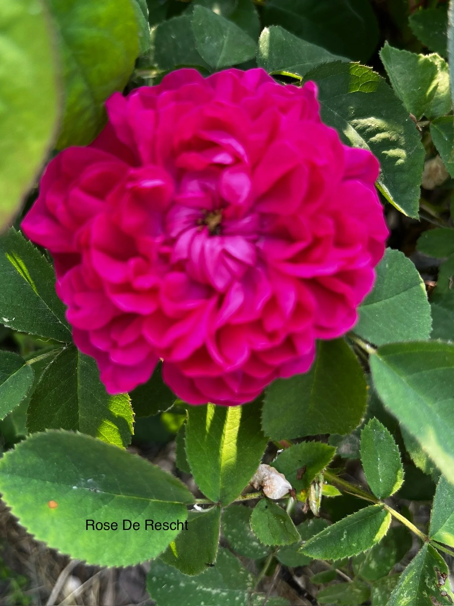 Rose De Rescht