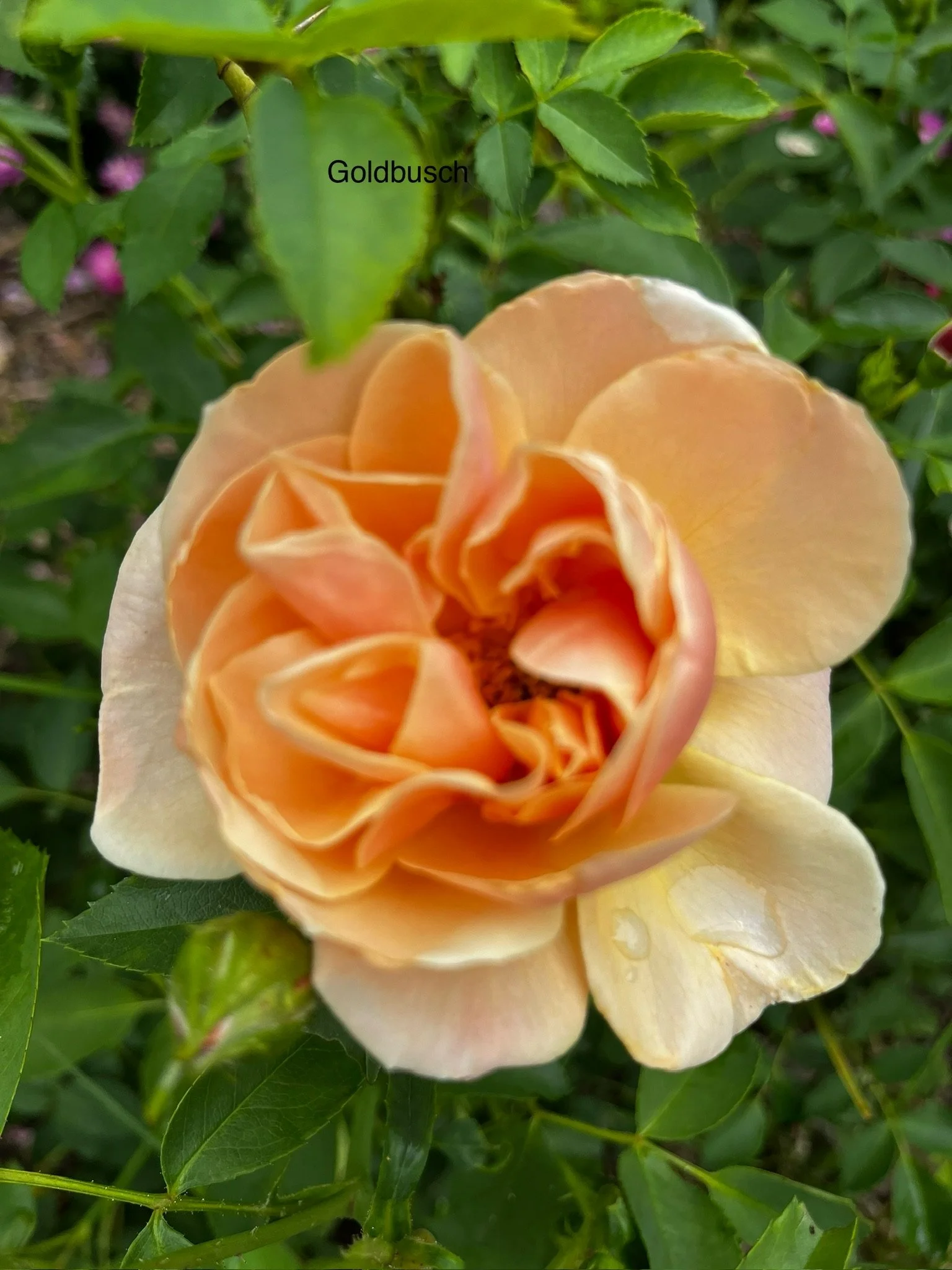 Goldbusch