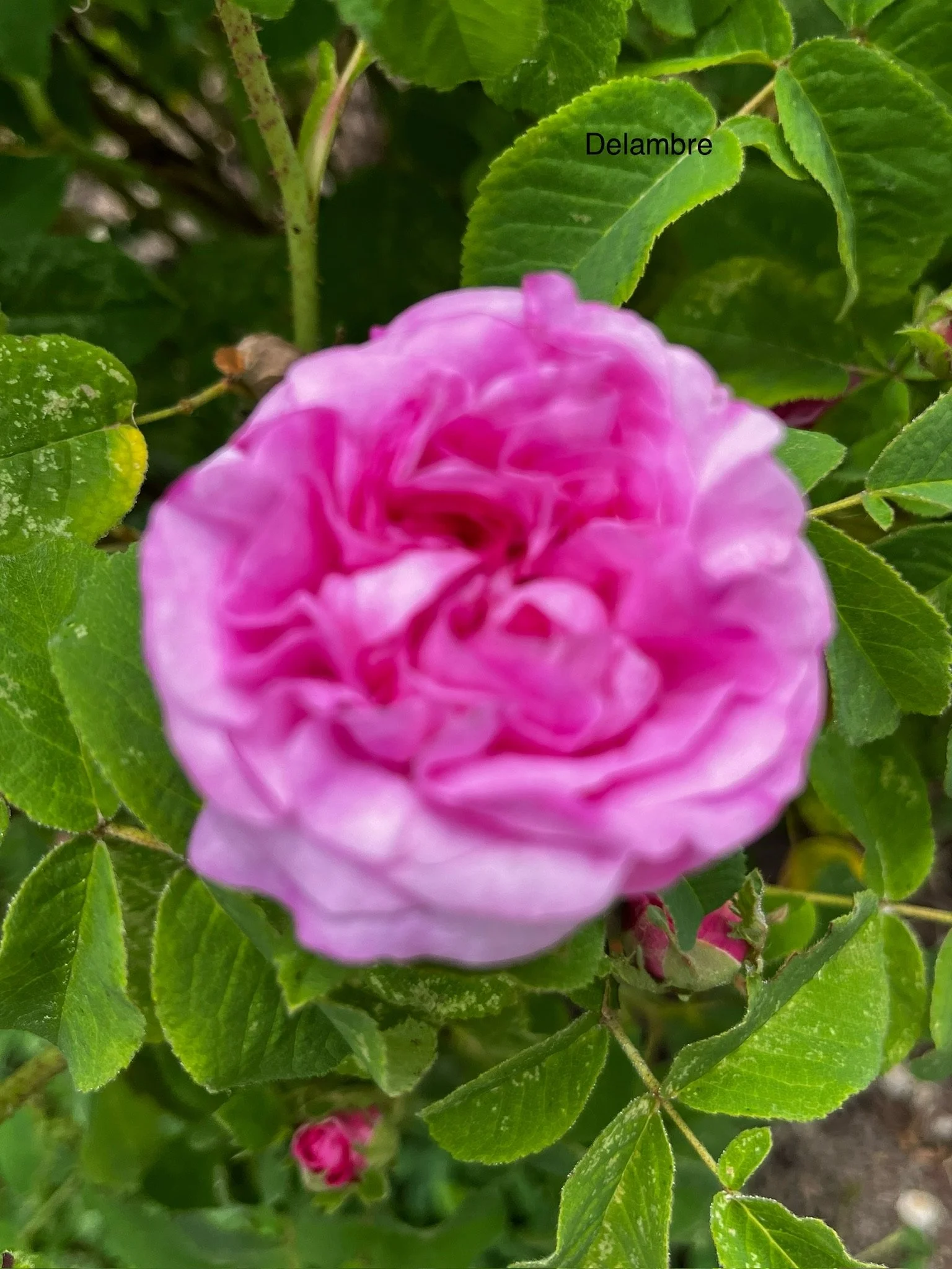 Delambre