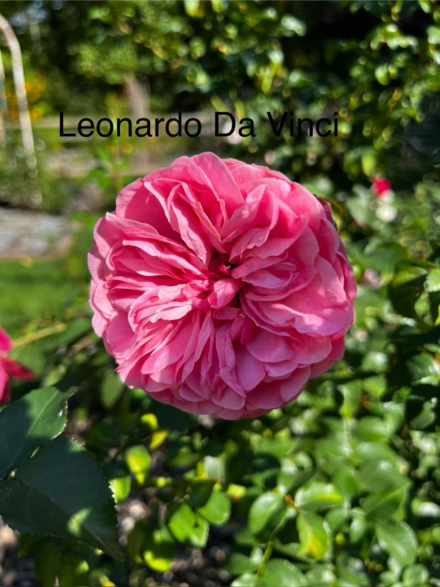 Leonardo DA Vinci