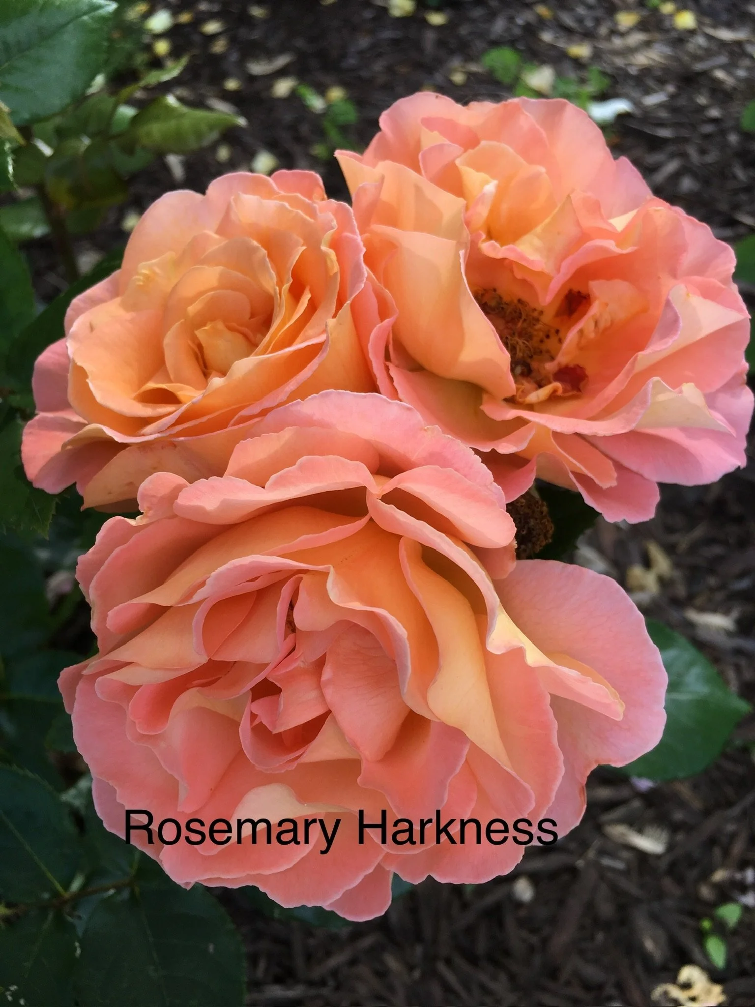 Rosemary Harkness