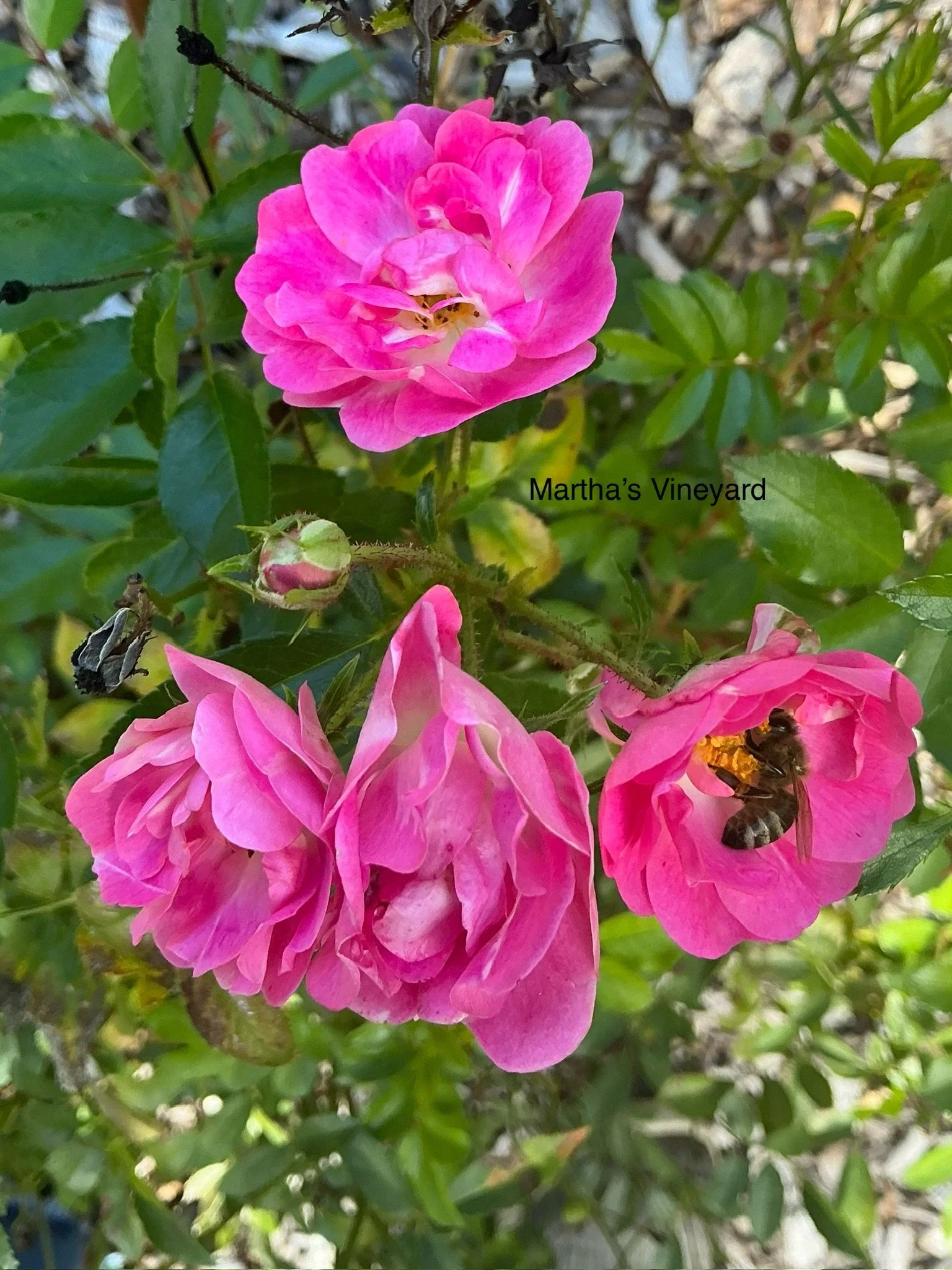 IMG_0139 2.JPG
