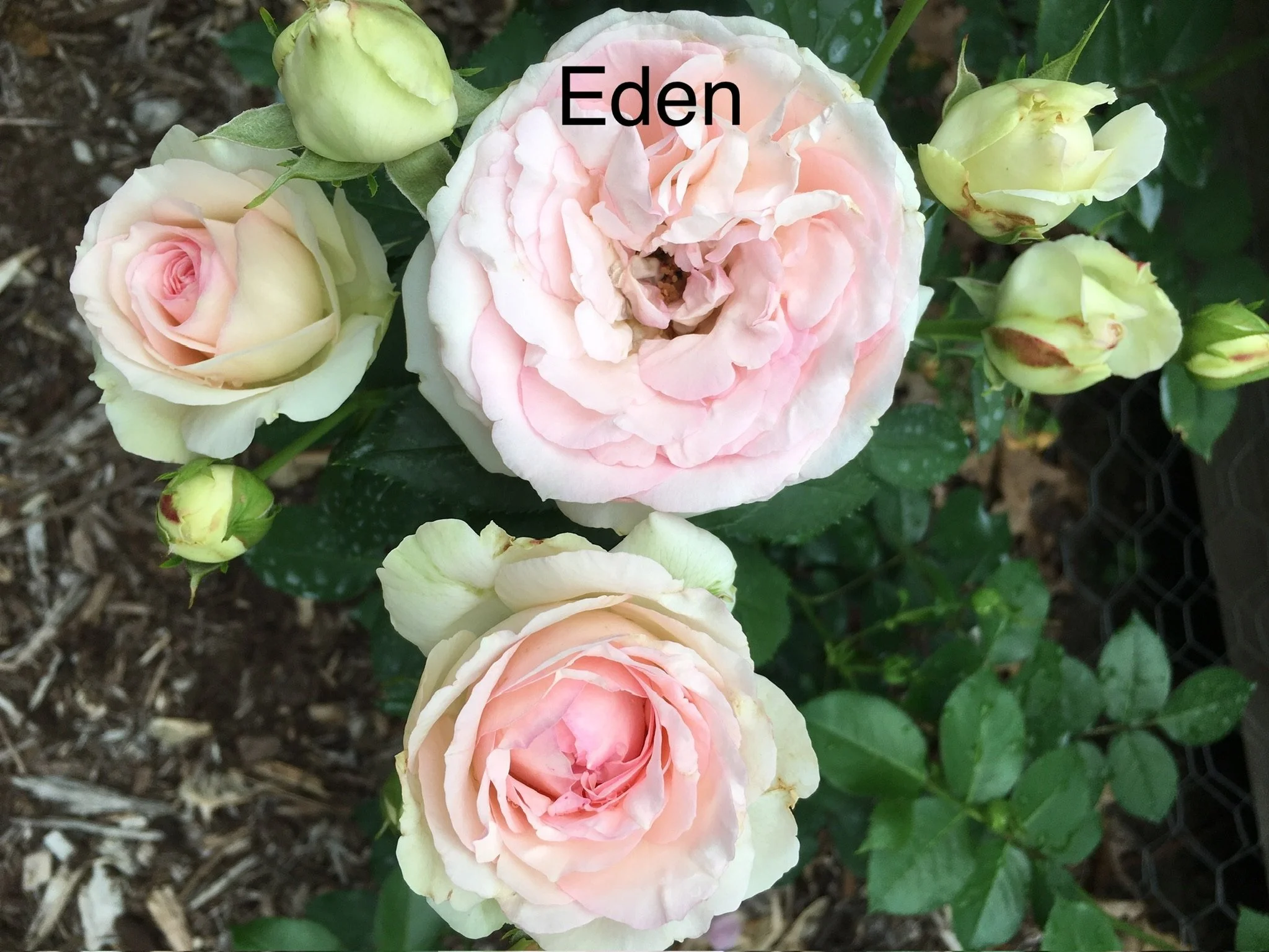Eden