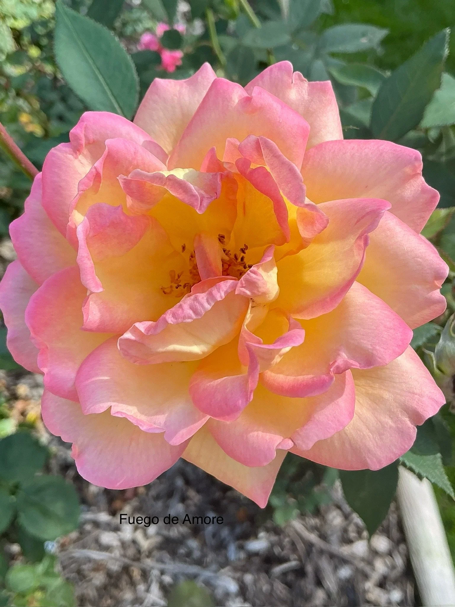 Fuego de Amore