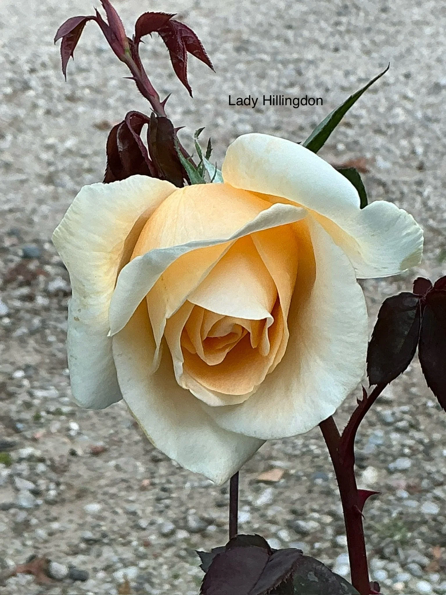 Lady Hillingdon