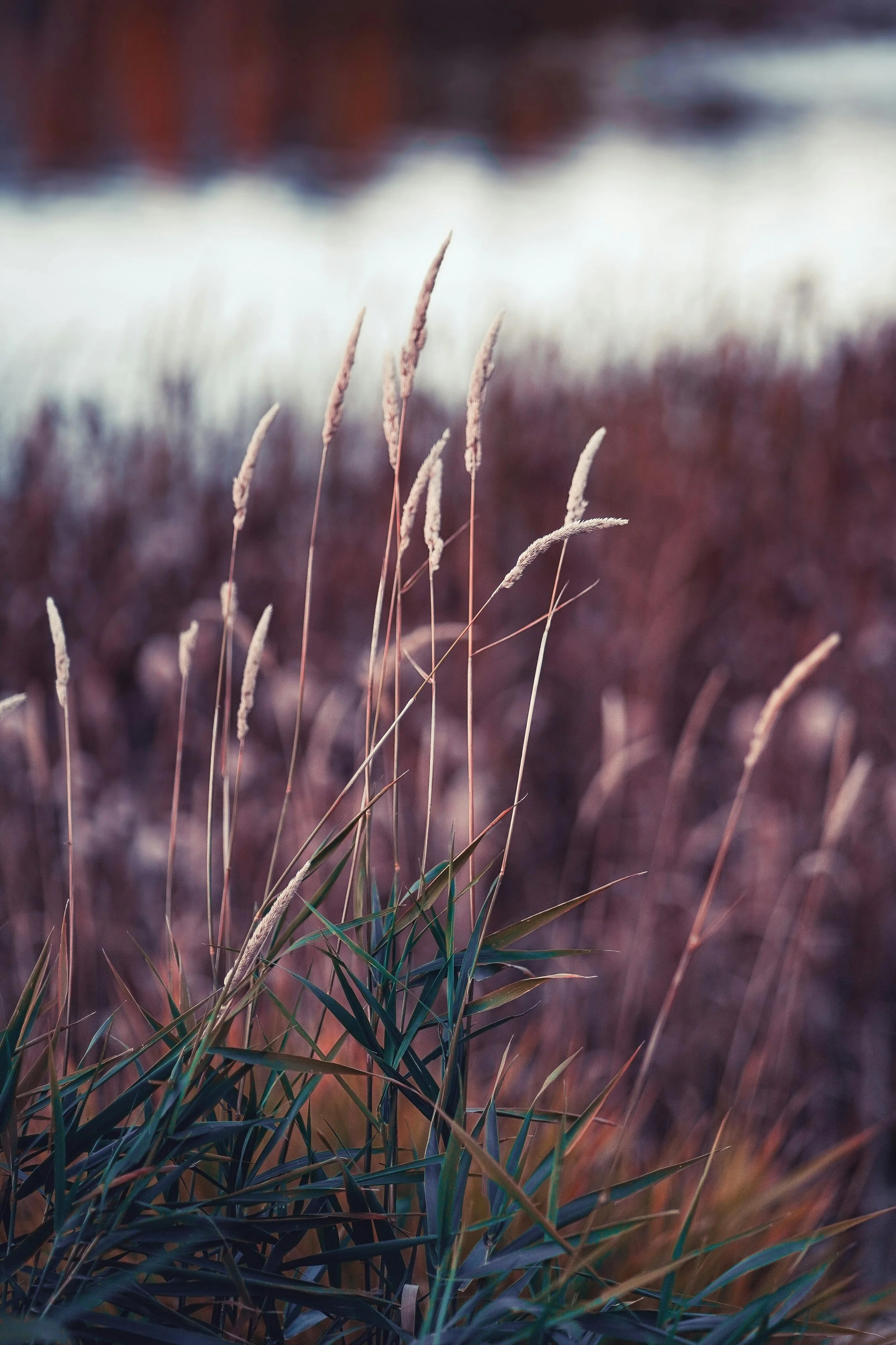 Tall wild grasses with seed heads in the foreground, blurred background of a body of water, and trees or shrubs beyond.