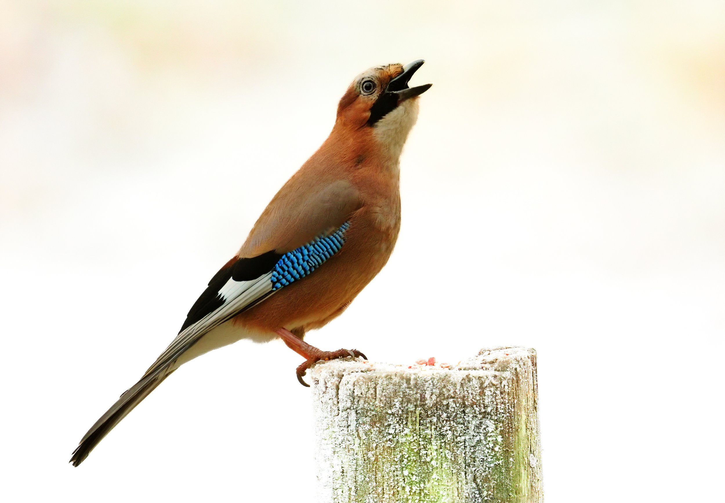 Jay in winter (SBP).jpg