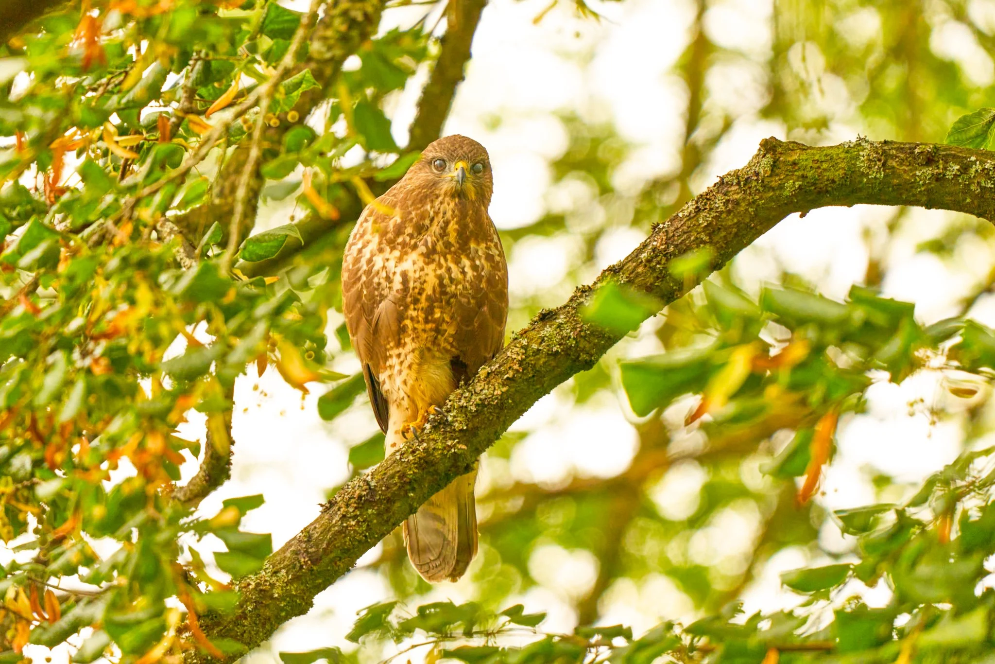 Buzzard (SBP).jpg