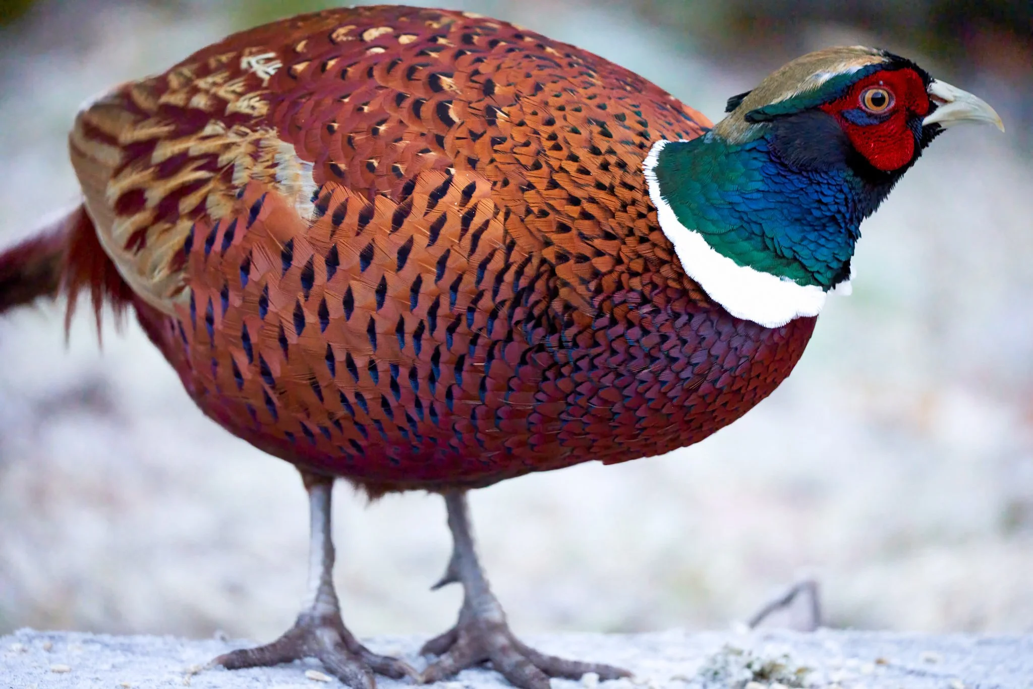 Pheasant-topaz-denoise-sharpen.jpg
