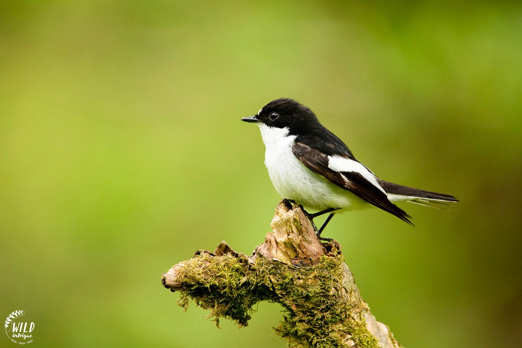 Flycatcher-Pied-26.jpg