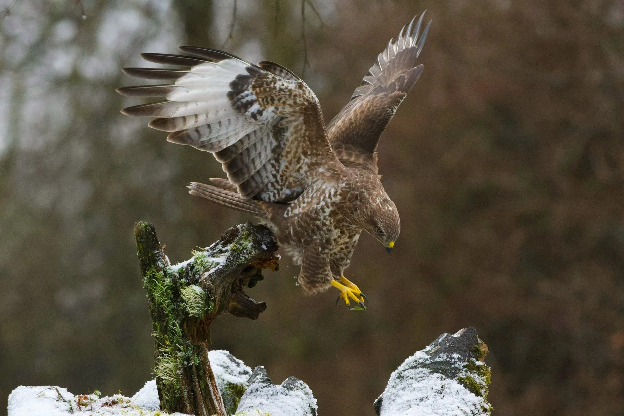 IMG-20250112-WA0009 (SBP).jpg