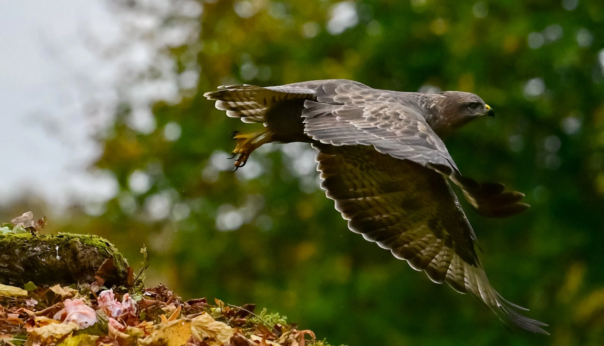 Buzzard BHill4.jpg